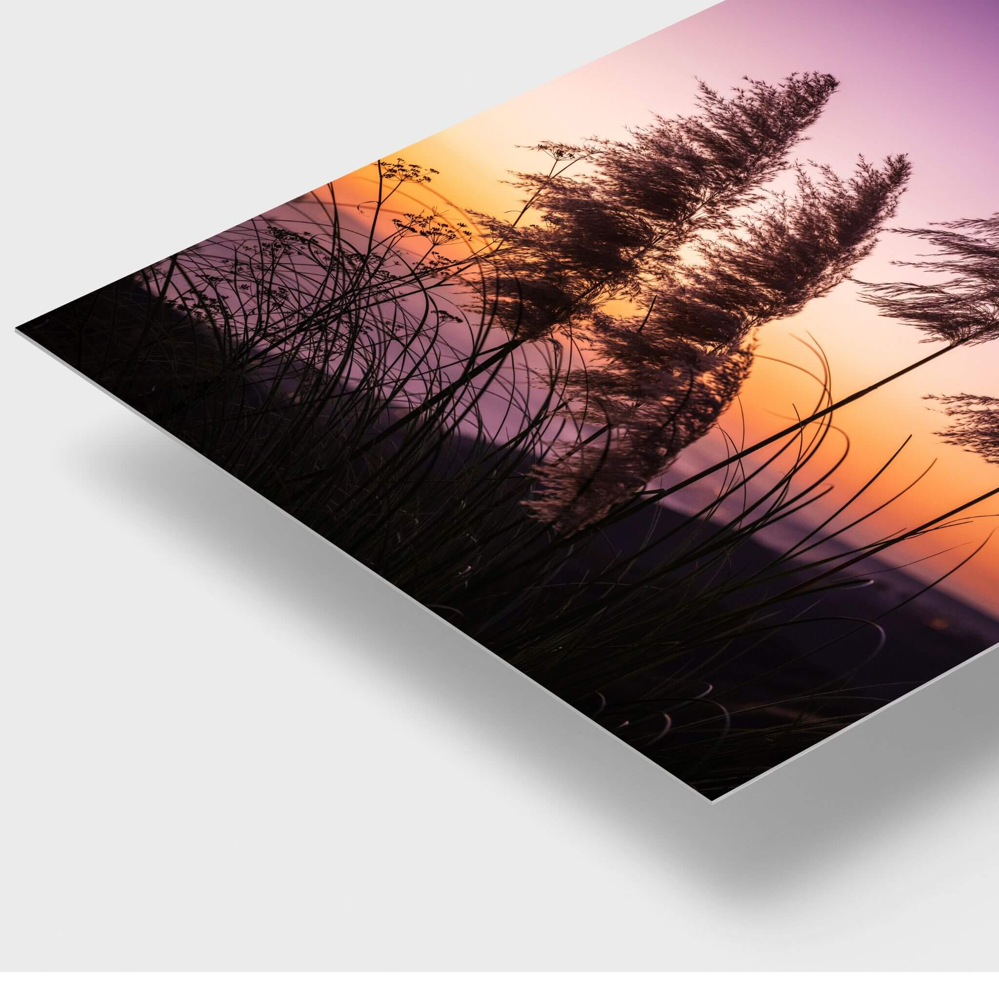 Pampas Grass Sunset | Metal Print