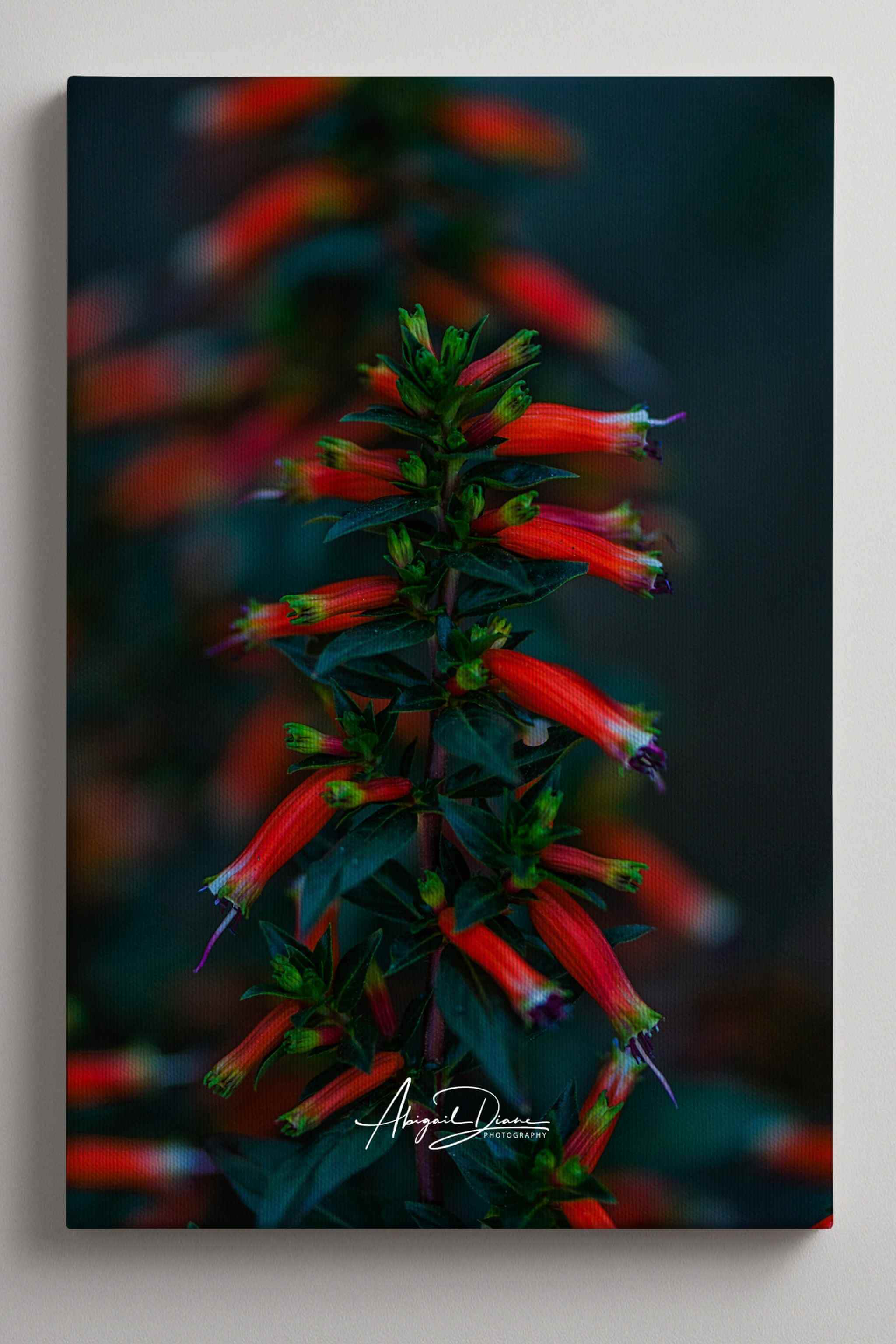 A vertical canvas wall art print featuring a close-up photograph of bright red tubular firecracker flower with dark green leaves against a dark blurred background. The canvas is shown at a slight angle with a visible side edge, mounted against a light gray wall. Photographed by Abigail Diane Photography