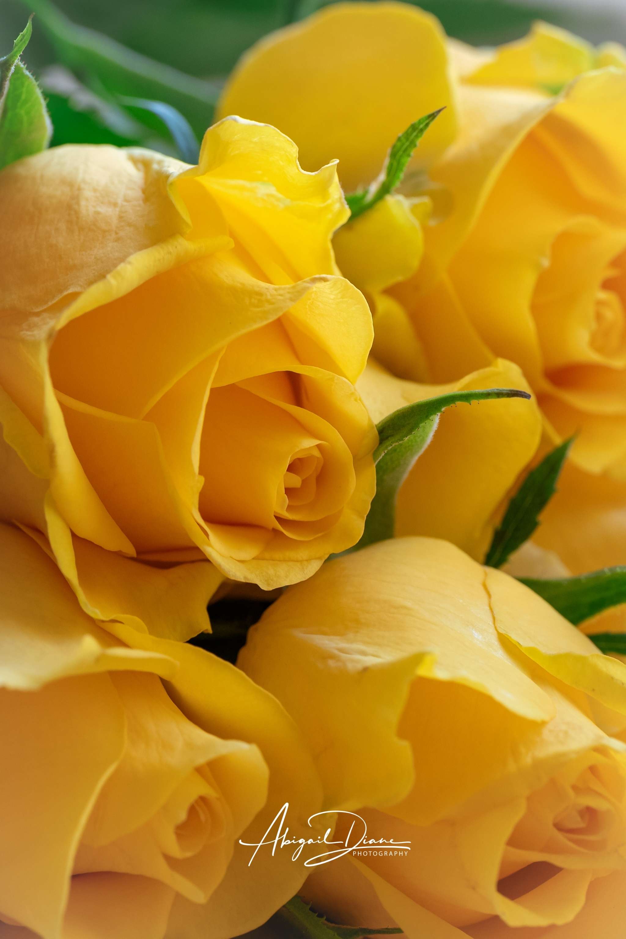 Sunlit Petal Reverie yellow roses floral wall art print by Abigail Diane Photography featuring soft golden petals in a romantic macro flower composition.