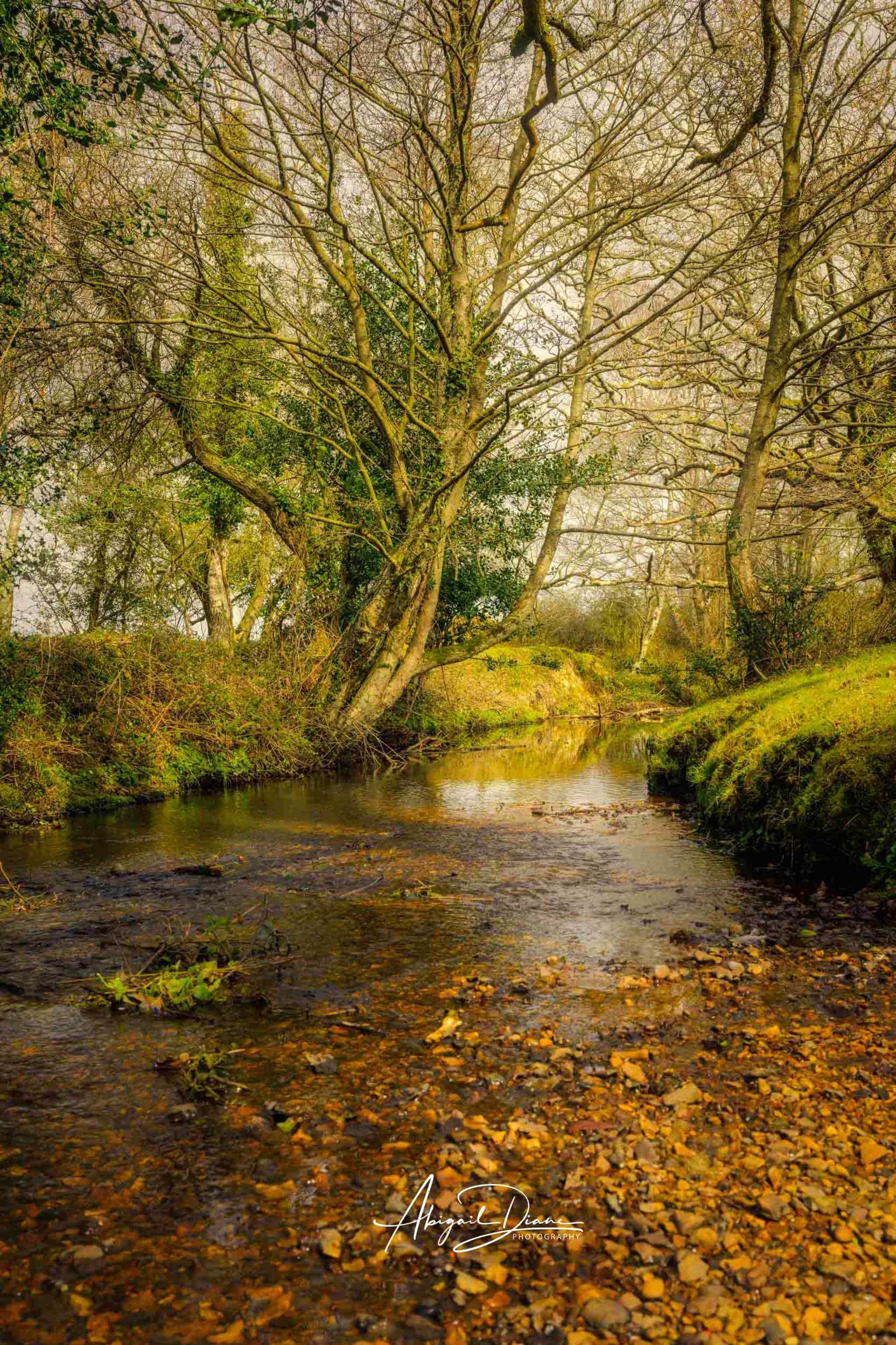 A peaceful woodland creek winding beneath mature trees in the New Forest, England, illuminated by the golden light of the afternoon sun. Photographed by Abigail Diane Photography.