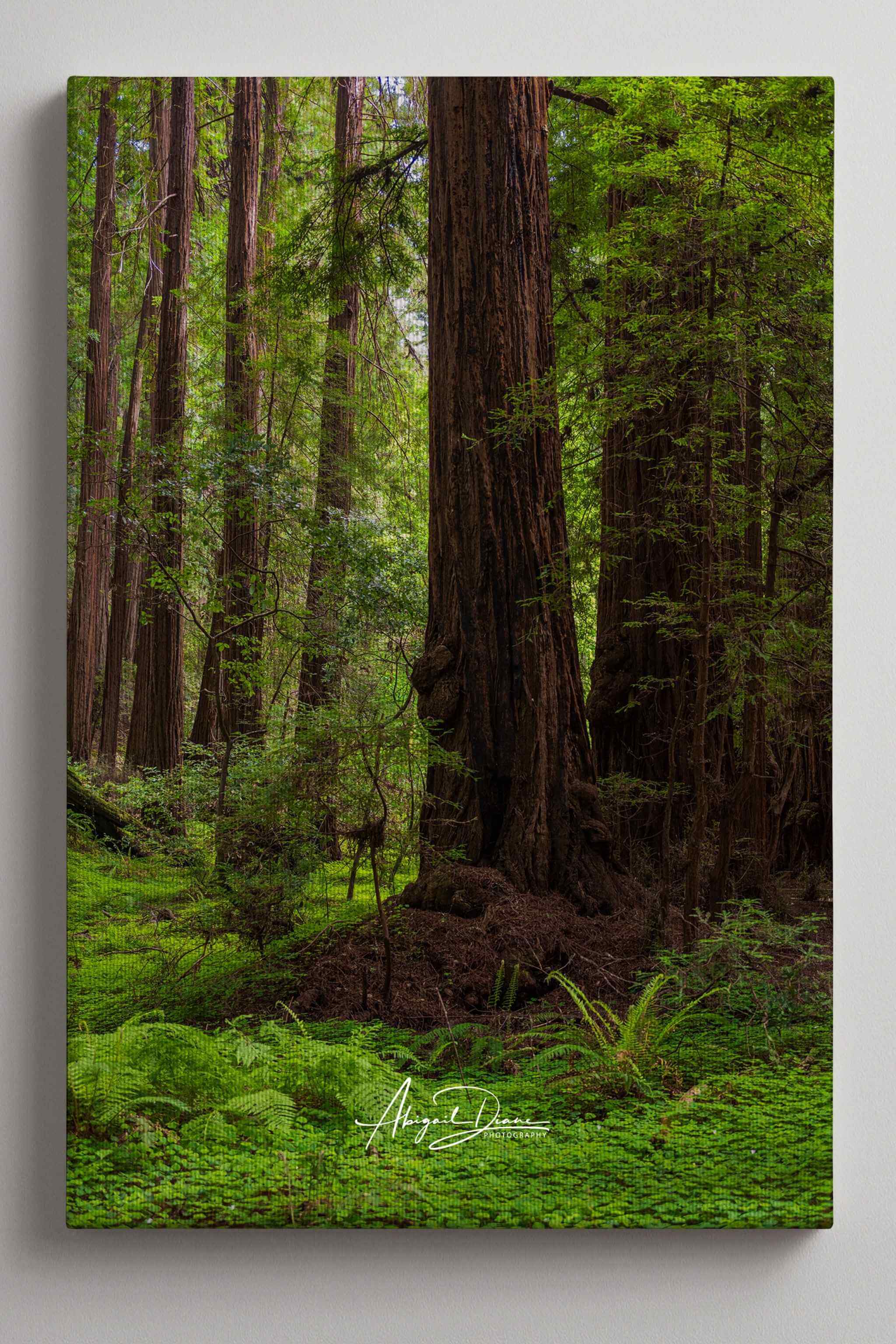 Gallery wrapped canvas featuring Ancient Stillness Among the Redwoods, a fine art California redwood forest photograph by Abigail Diane Photography. This museum-quality canvas showcases towering ancient redwood trees, lush emerald ferns, and a peaceful woodland landscape with mirrored wrapped edges for a modern frameless presentation.