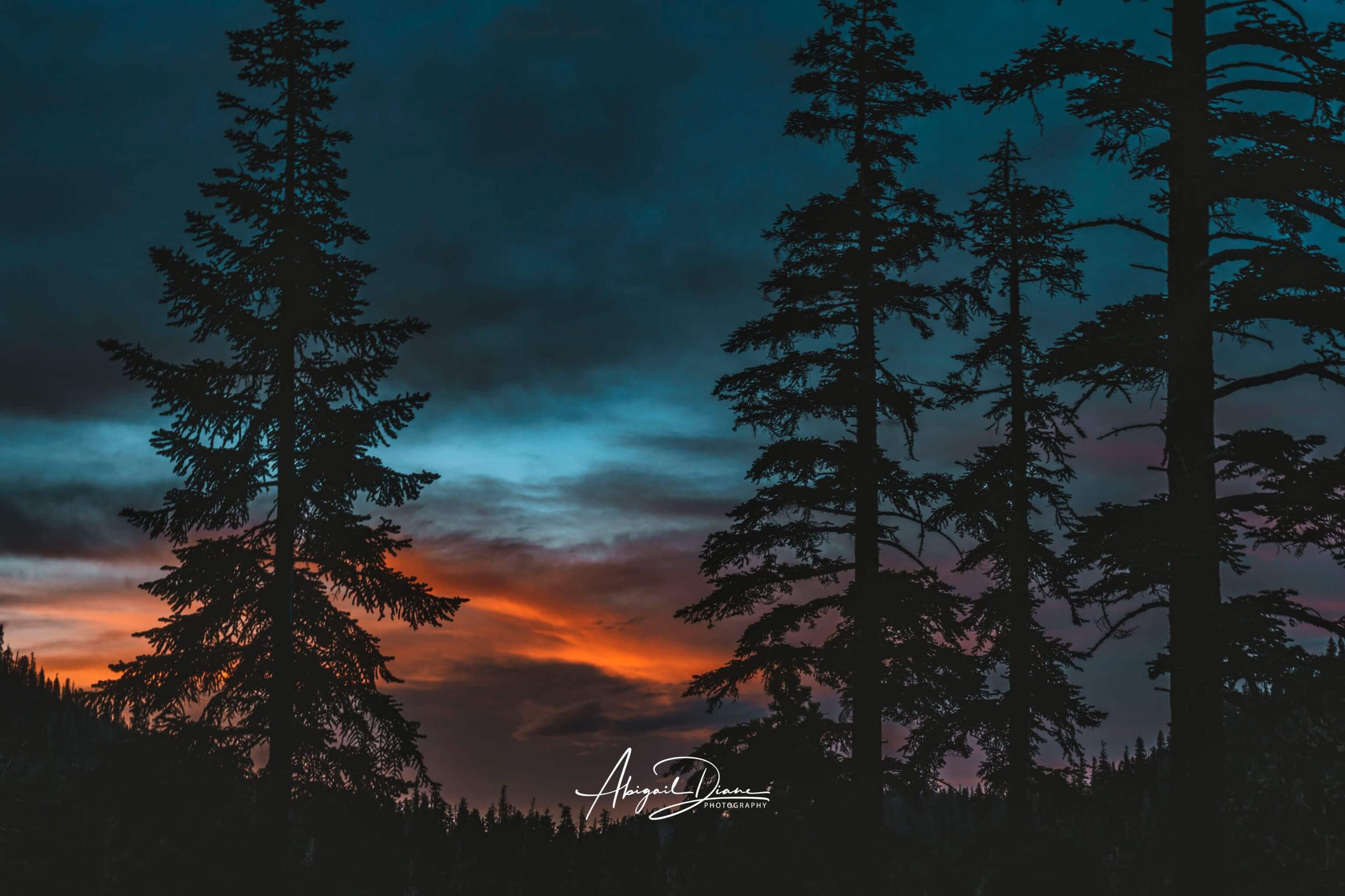 Blue Hour Among the Pines forest sunset wall art featuring silhouetted pine trees beneath a dramatic blue hour sky with glowing orange clouds, photographed by Abigail Diane Photography.