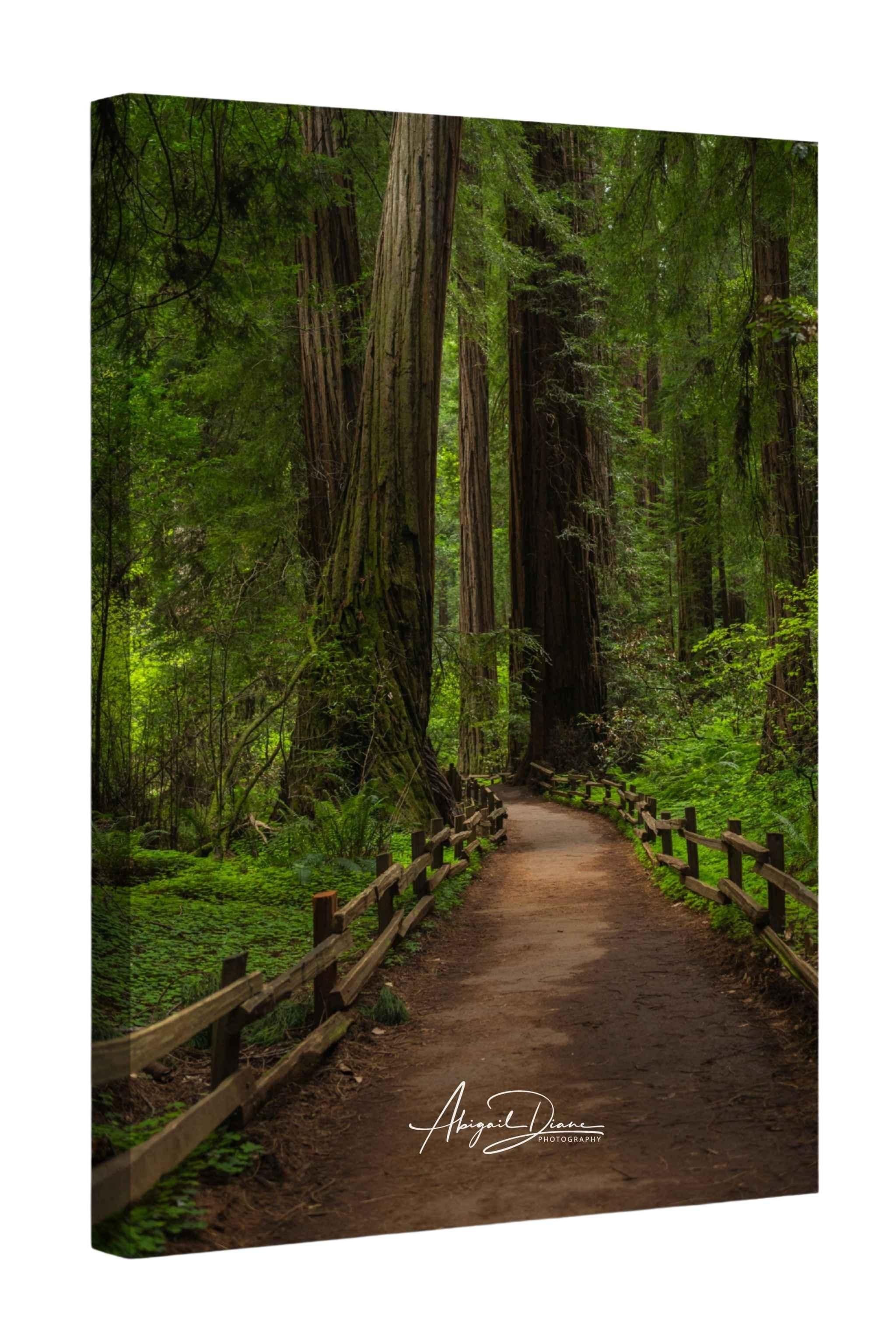 Close-up gallery-wrapped canvas of Cathedral of Giants featuring a forest path winding through towering redwood trees in Muir Woods California, photographed by Abigail Diane Photography.