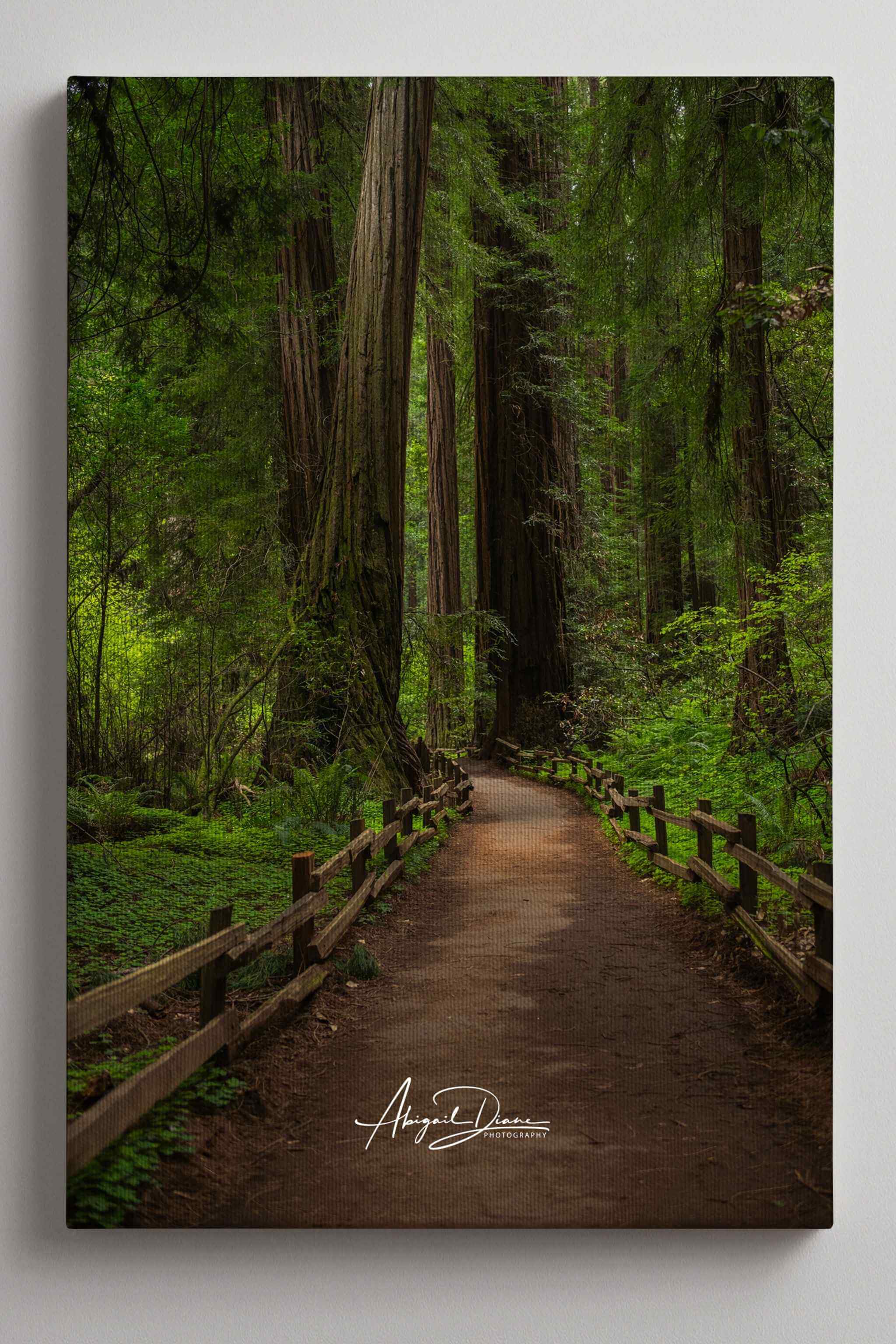 Close-up gallery-wrapped canvas of Cathedral of Giants featuring a forest path winding through towering redwood trees in Muir Woods California, photographed by Abigail Diane Photography.