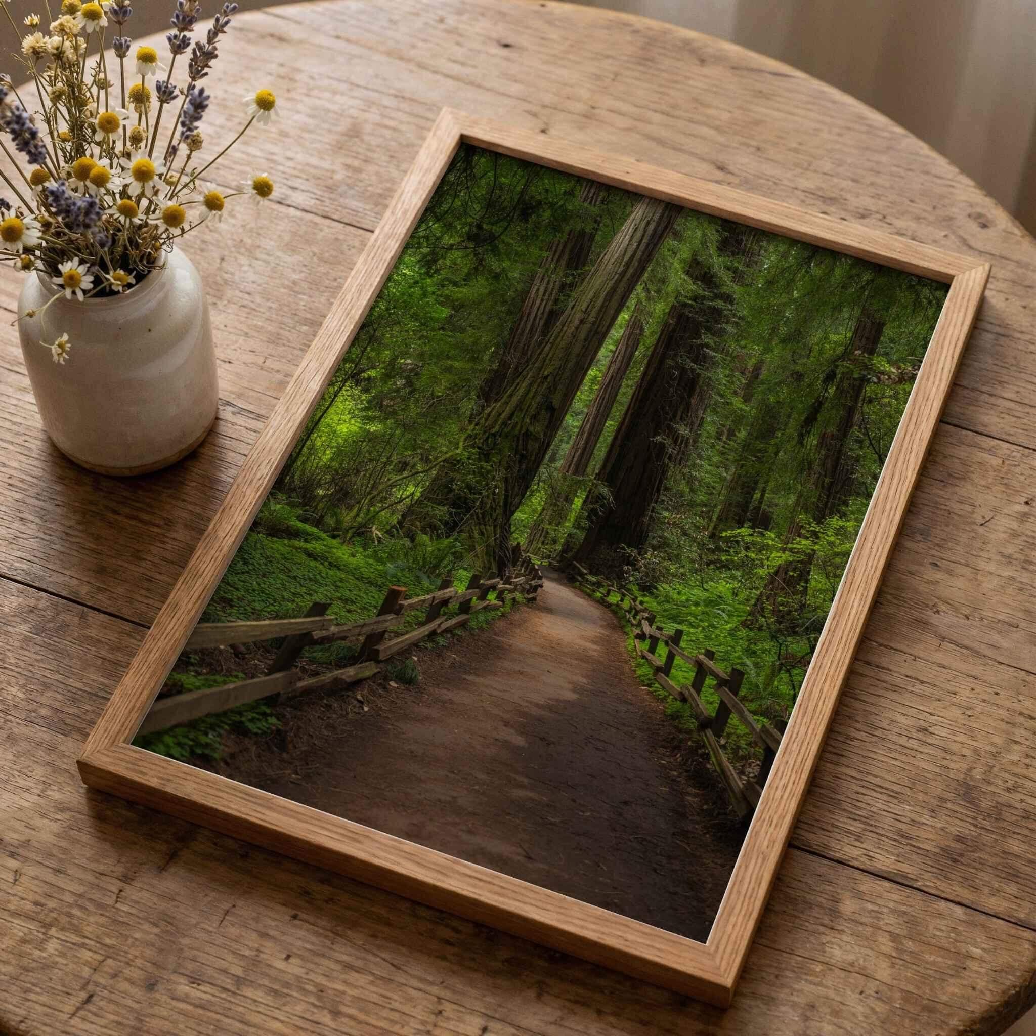 Cathedral of Giants fine art photography print featuring a tranquil walking path through ancient redwood trees in Muir Woods California, displayed in a natural oak frame by Abigail Diane Photography.