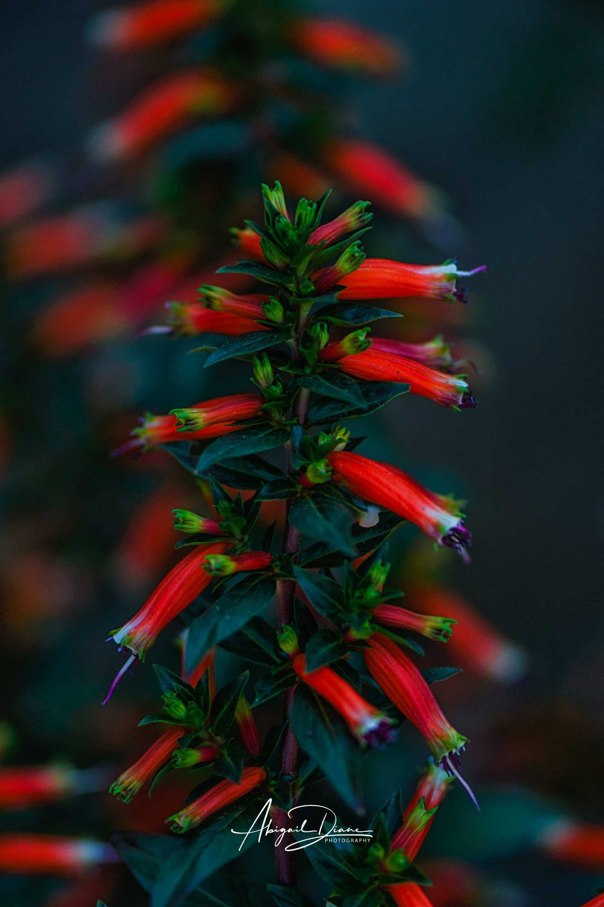 Close-up of vibrant red tubular flowers glowing against a deep green background, captured in soft natural light by Abigail Diane Photography, creating a moody and elegant botanical portrait.
