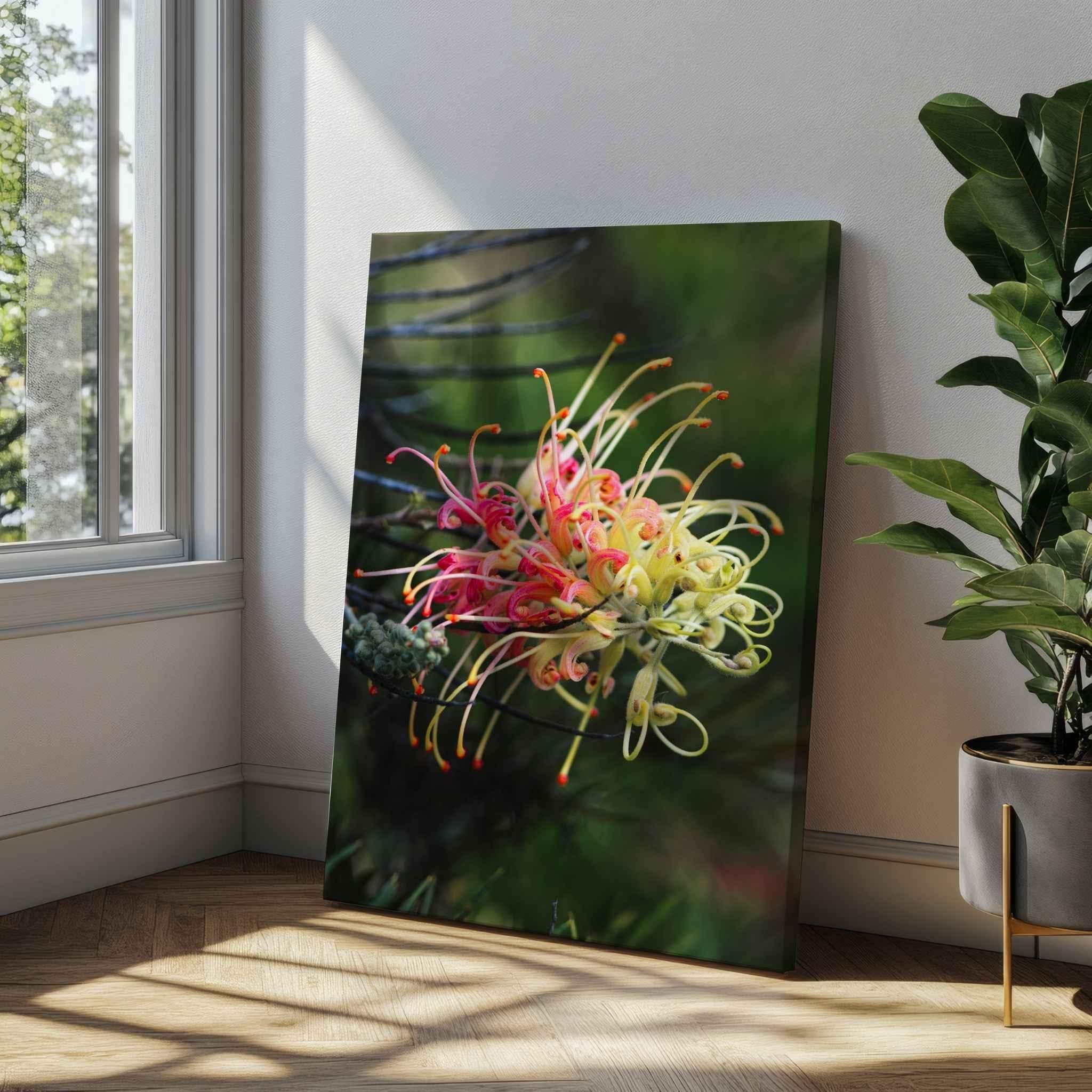 Gallery wrapped canvas print of the Australian Grevillea Peaches and Cream flower, Gracefully Unfolding, displayed leaning against a wall beside a window with soft natural light and a leafy indoor plant, showcasing premium botanical canvas wall art by Abigail Diane Photography.