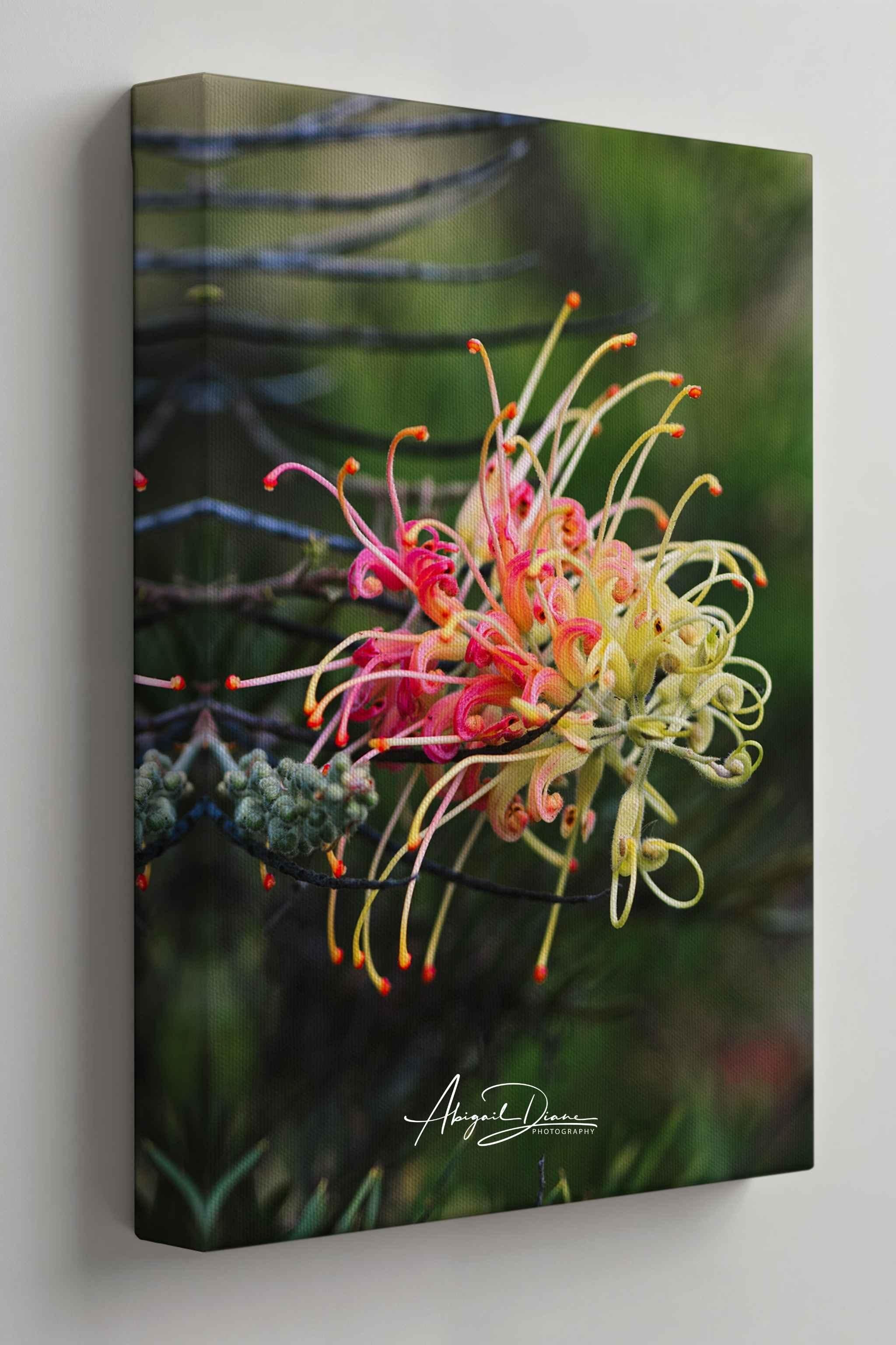 Gallery-wrapped canvas print of Gracefully Unfolding featuring a Grevillea Peaches and Cream flower with delicate coral, peach, and cream blooms against a soft green background by Abigail Diane Photography.