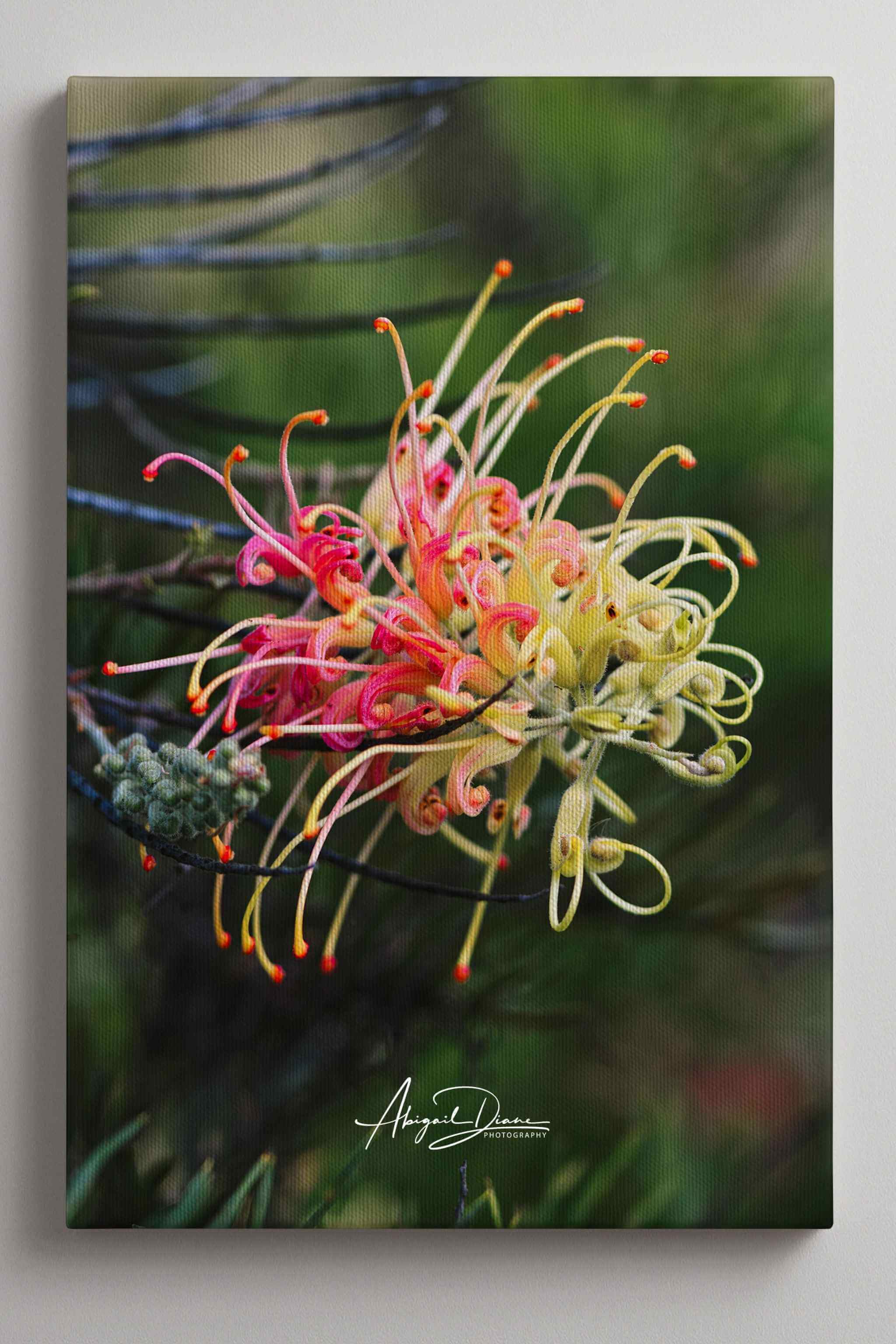 Gallery-wrapped canvas print of Gracefully Unfolding featuring a Grevillea Peaches and Cream flower with delicate coral, peach, and cream blooms against a soft green background by Abigail Diane Photography.