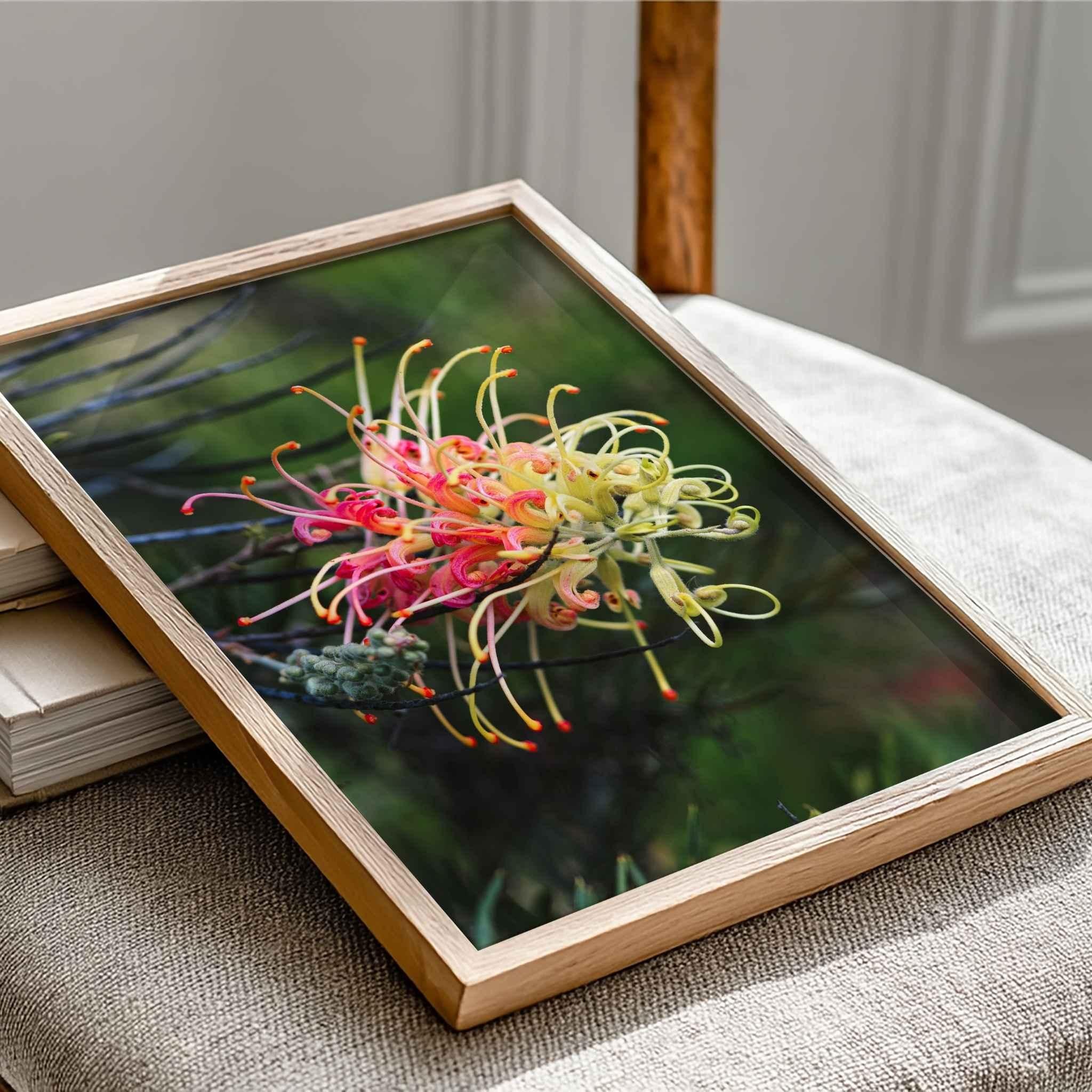Close-up of the Grevillea Peaches and Cream fine art print in a natural oak frame showcasing the vibrant Australian native flower with archival print quality by Abigail Diane Photography.