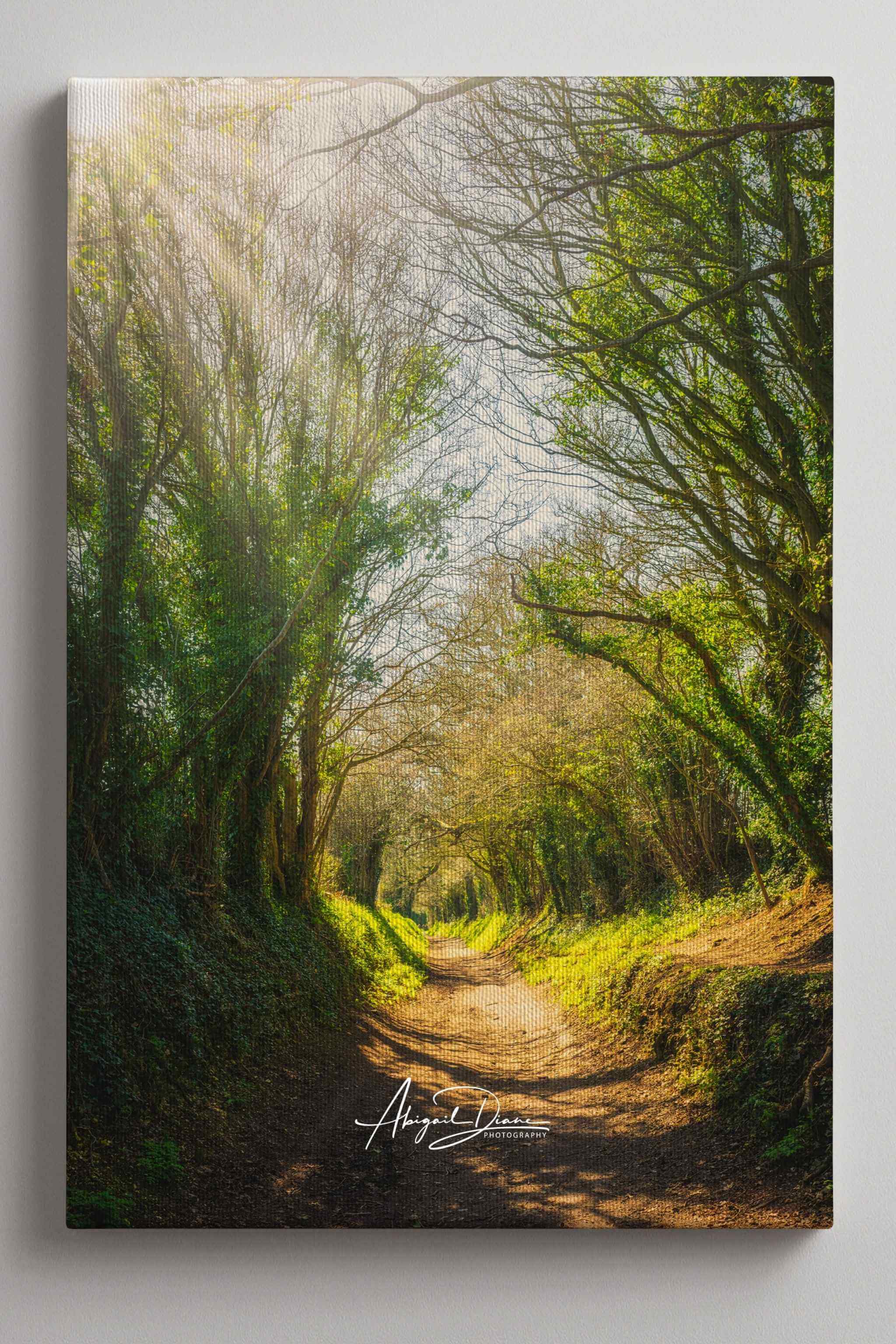 Wrapped canvas print of Halnaker Tree Tunnel by Abigail Diane Photography featuring sunbeams filtering through the historic tree tunnel in West Sussex, England, once part of a Roman road to London. A peaceful woodland canvas that brings warmth and natural beauty to your home.