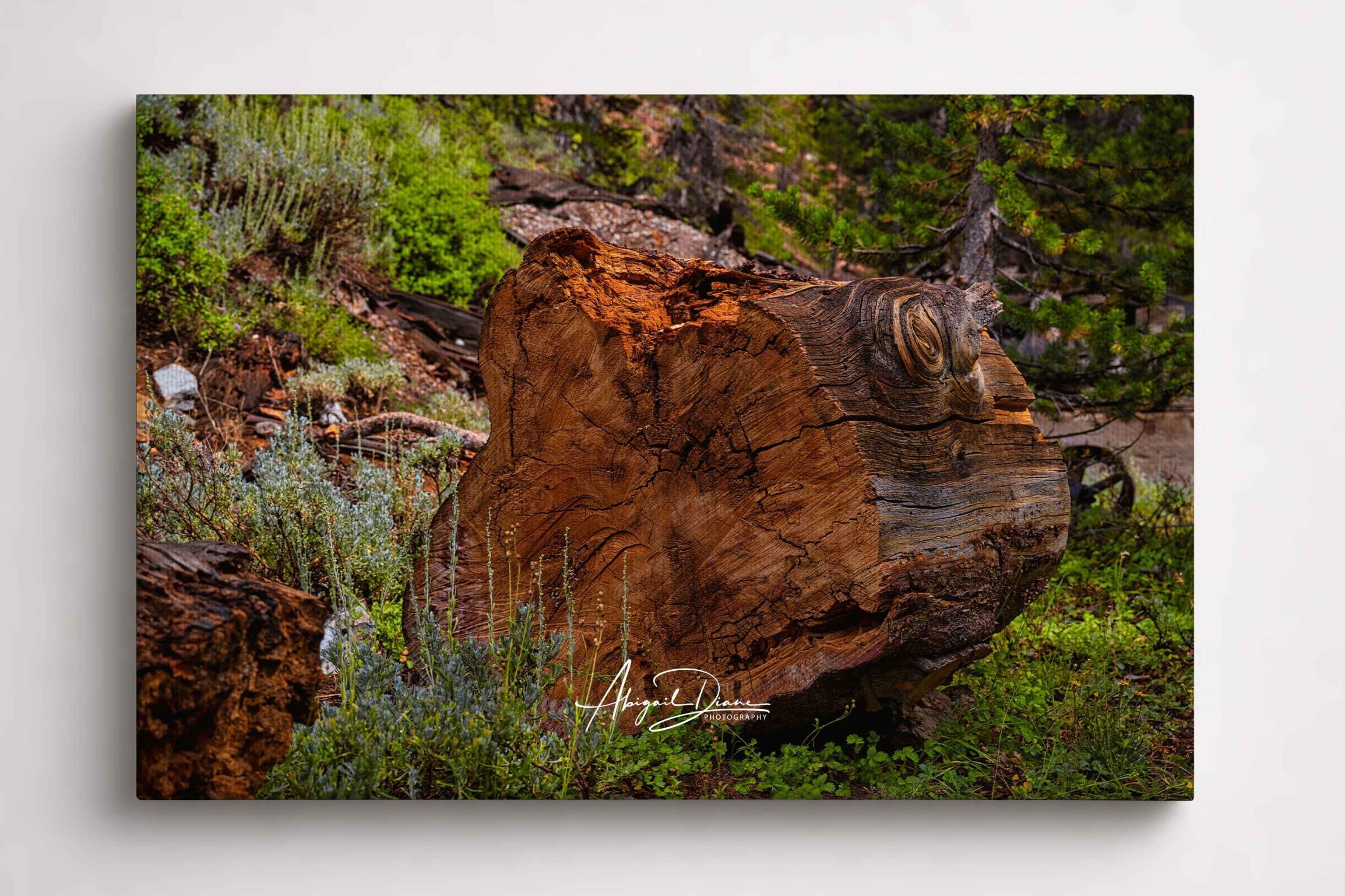 Knots of Time features a weathered tree stump with intricate wood grain surrounded by alpine forest in Mammoth Lakes, California. Fine art nature print by Abigail Diane Photography.