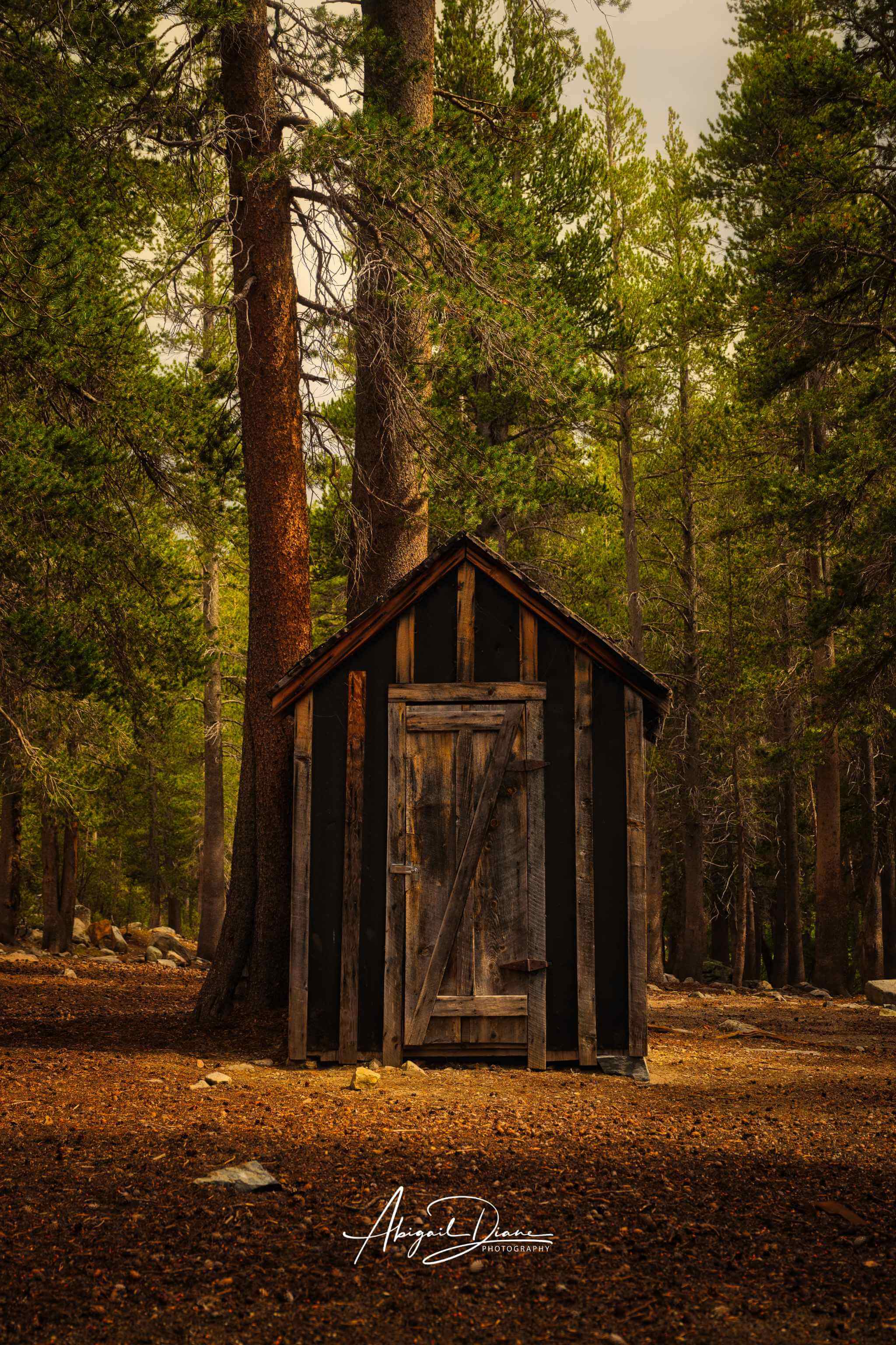 The Bunkhouse, a rustic wooden cabin tucked among towering pines along a forest trail in Mammoth Lakes, California. Taken by Abigail Diane Photography.