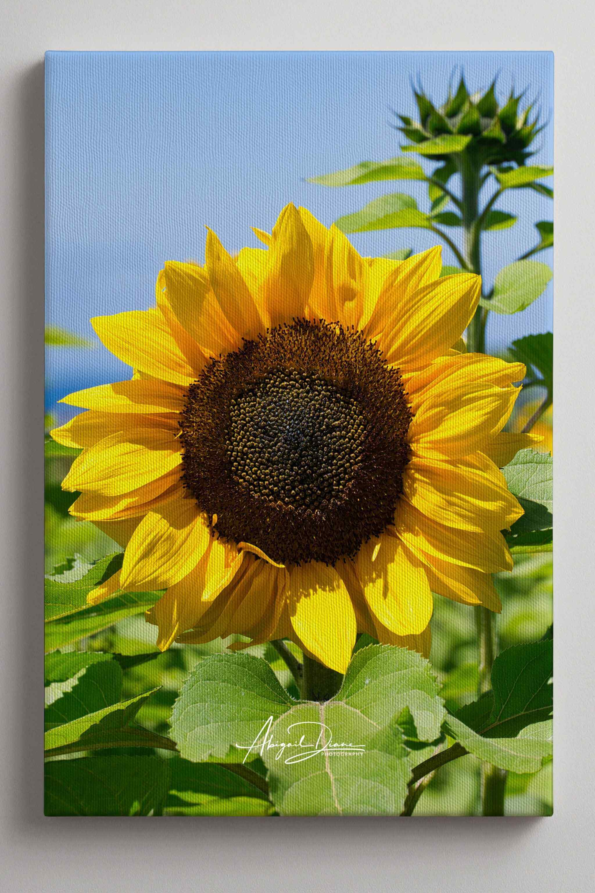 Turning Toward the Light sunflower photograph by Abigail Diane Photography displayed as a gallery-wrapped canvas on a minimalist wall, showcasing bright golden petals, rich green foliage, and a clear blue summer sky.