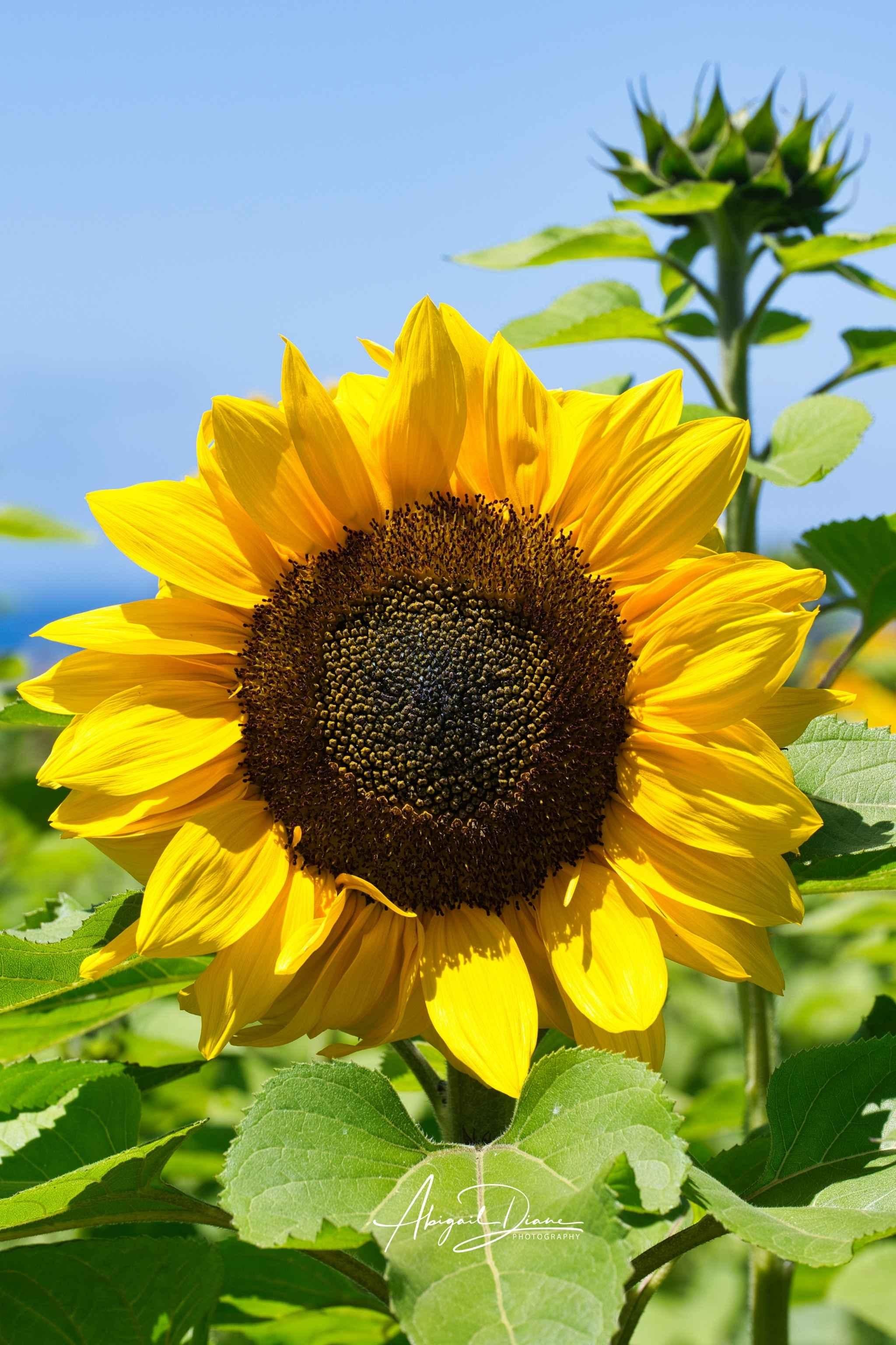 Turning Towards the Light sunflower fine art photograph by Abigail Diane Photography featuring a vibrant yellow sunflower in bloom against a clear blue sky.
