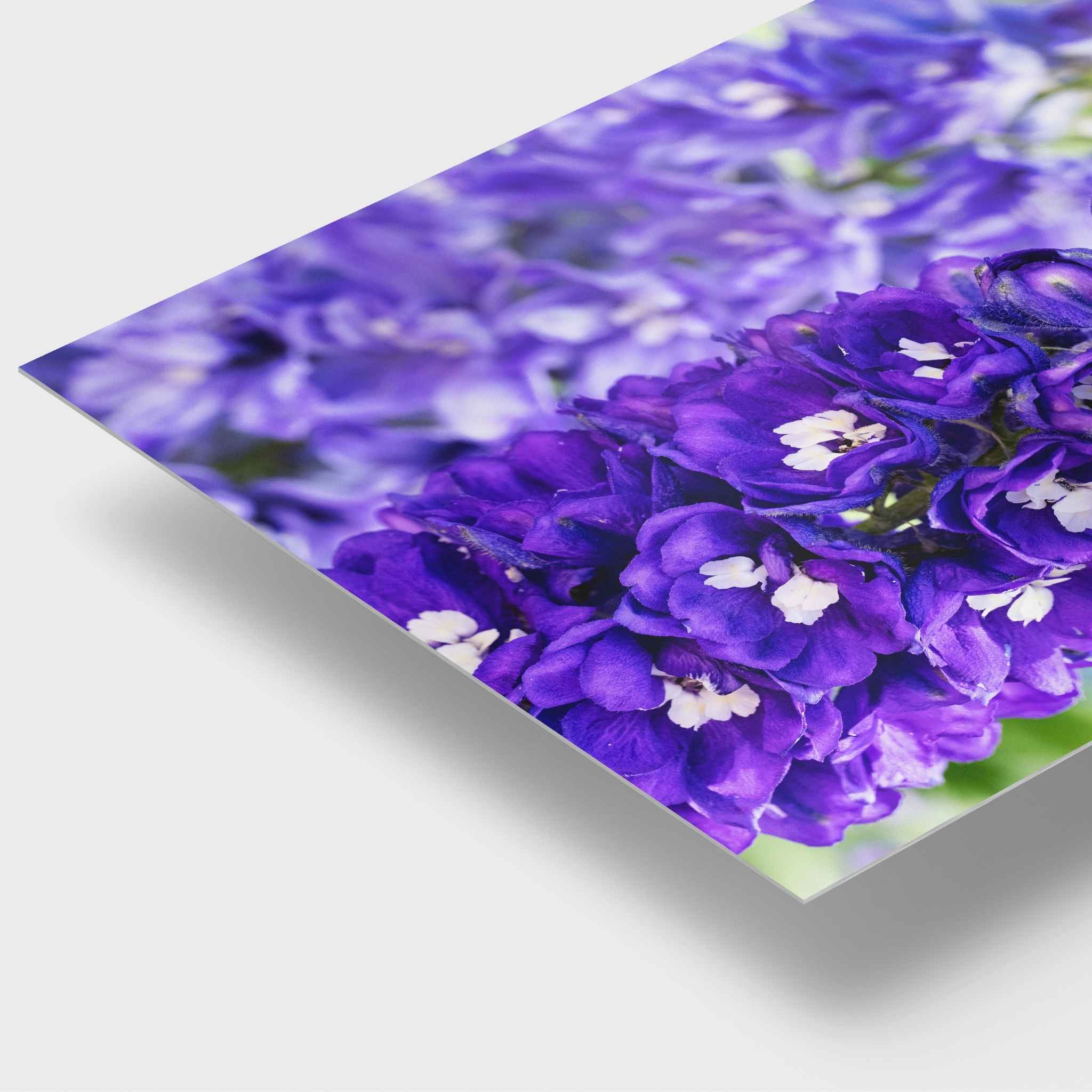 Close-up detail of Violet Harmony purple larkspur HD metal print by Abigail Diane Photography.