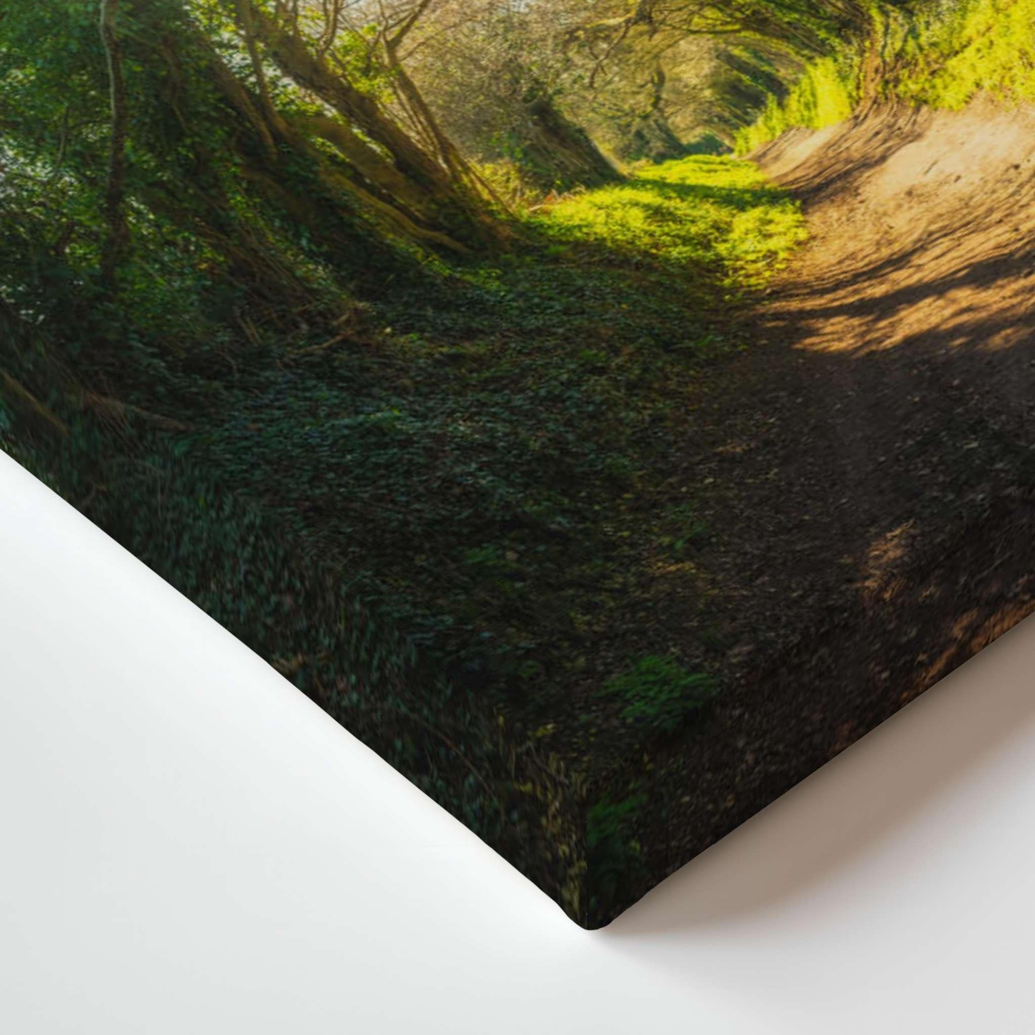 Close-up of the ancient stillness among the redwoods gallery wrapped canvas by Abigail Diane Photography, highlighting premium edge-to-edge printing, rich green forest details, vibrant color, and museum-quality craftsmanship for luxury nature wall art.