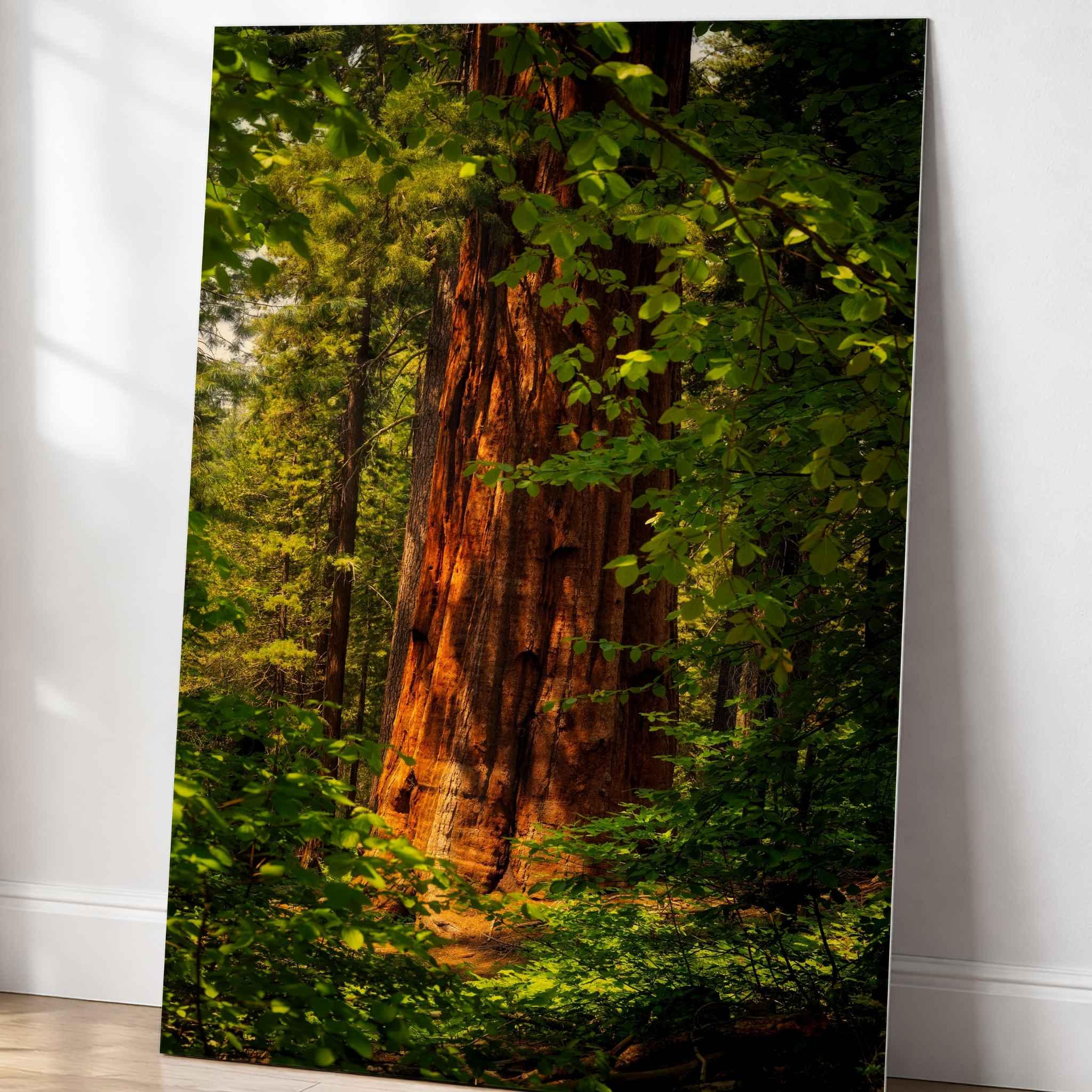 Where the Giants Awaken dye-sublimation metal print by Abigail Diane Photography leaning against a wall, featuring a towering ancient redwood framed by lush green foliage in California.