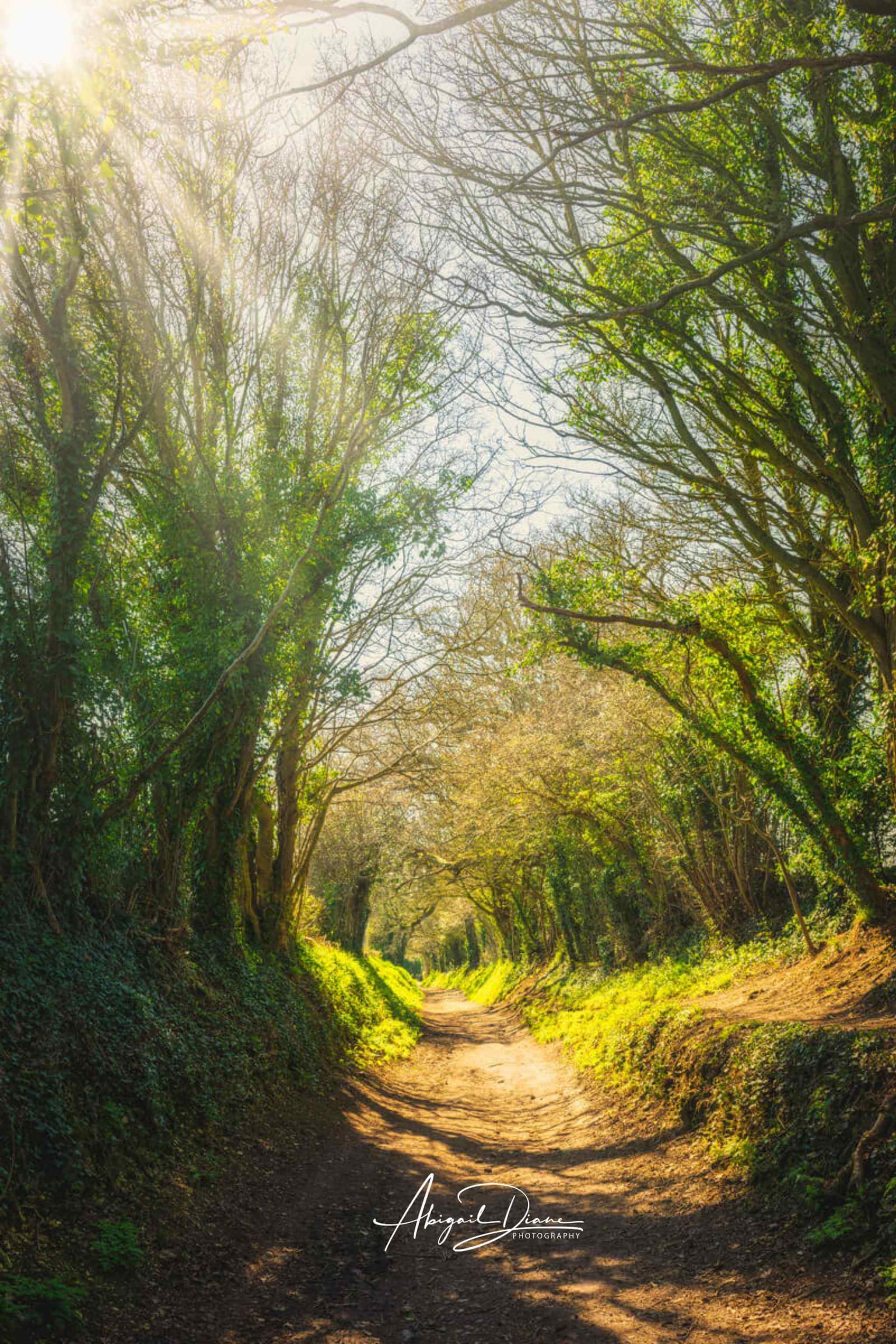 Where the Morning Light Finds the Forest Path woodland wall art by Abigail Diane Photography featuring sunlit trees and a peaceful forest trail, available as canvas, framed prints, metal and premium fine art paper.