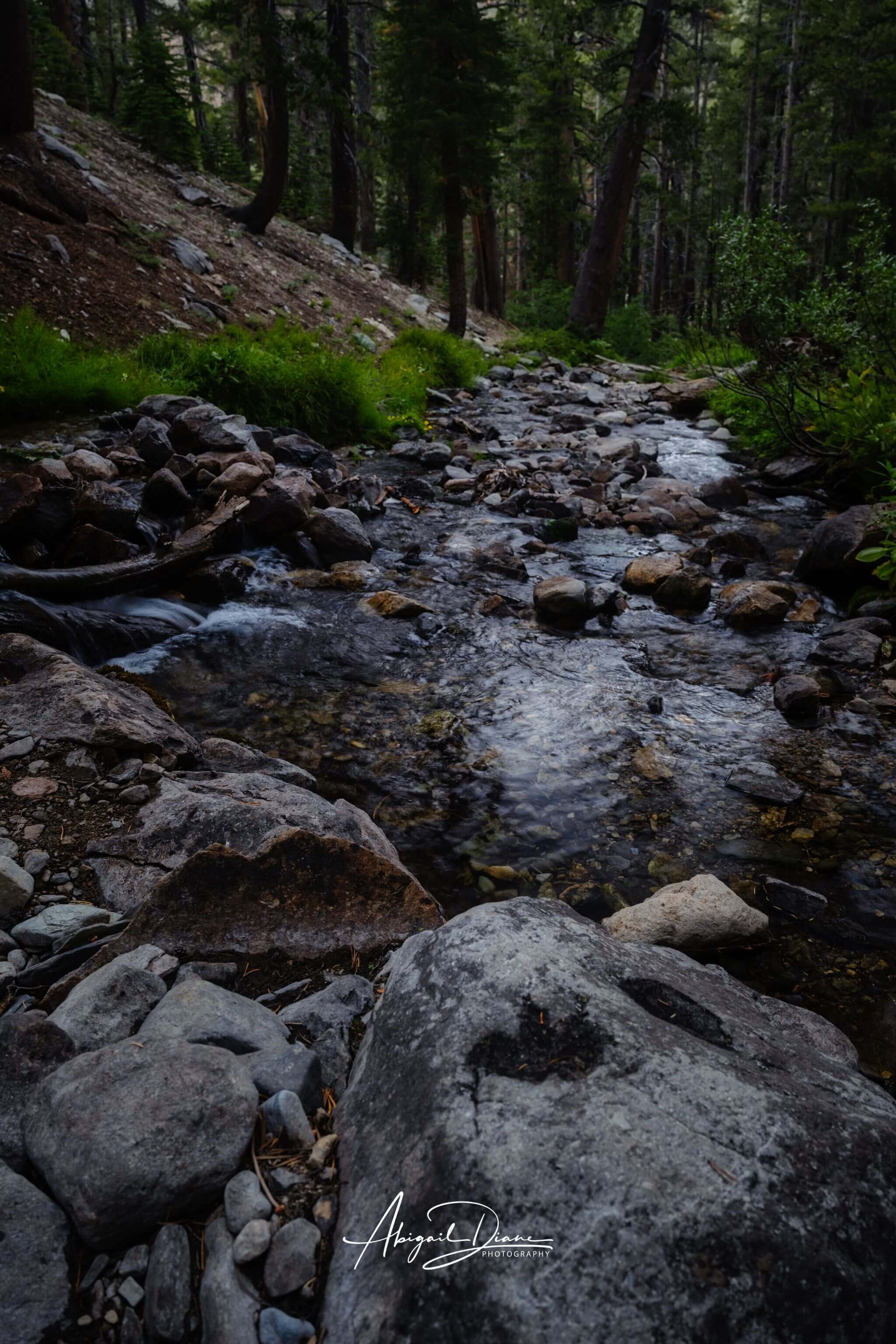 Where the Stepping Stones Lead, a steady mountain stream flowing over natural stepping stones through a peaceful forest in the Eastern Sierras, California. Photographed by Abigail Diane Photography.