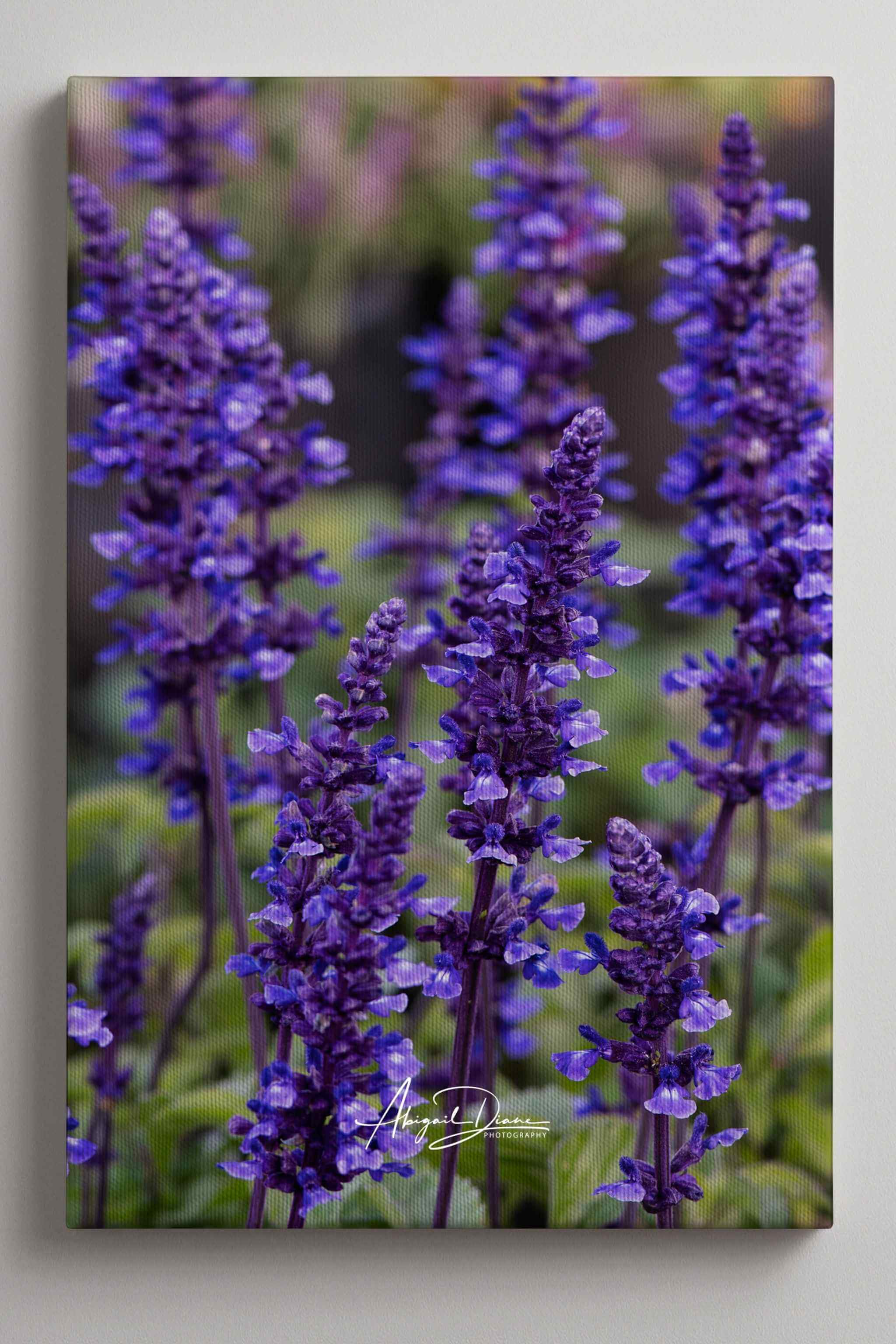Premium gallery wrapped canvas featuring Where the Wildflowers Dream by Abigail Diane Photography, showcasing vibrant purple salvia flowers with image wrapped seamlessly around the canvas edges.