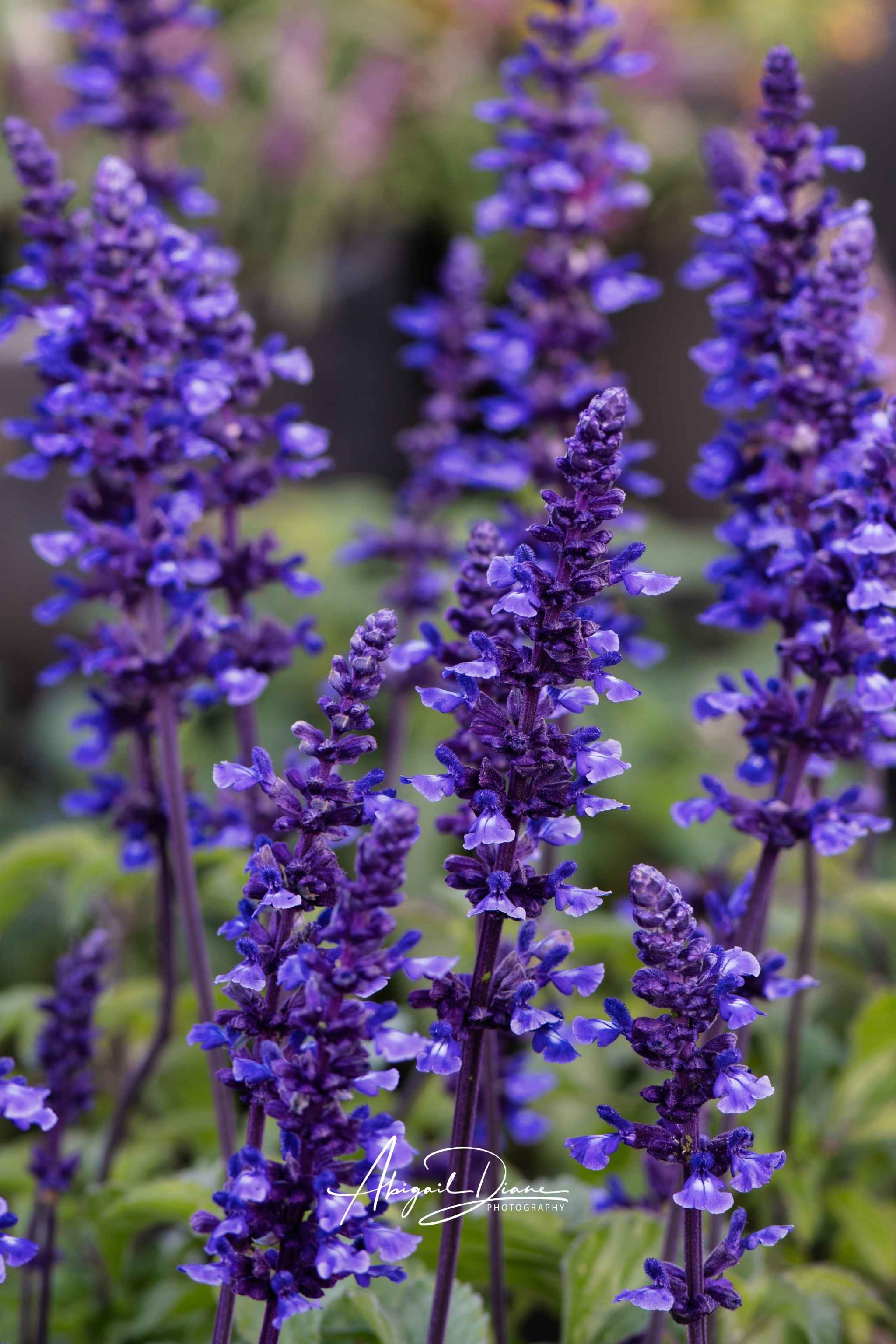 Where the Wildflowers dream fine art floral photography print featuring vibrant purple salvia flowers in bloom with soft-focus botanical details, nature-inspired wall art by Abigail Diane Photography.