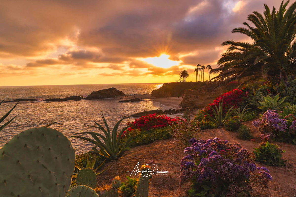 Golden sunset over Laguna Beach coastline with ocean cliffs, palm trees, flowering succulents, cacti, and glowing clouds captured by Abigail Diane Photography.