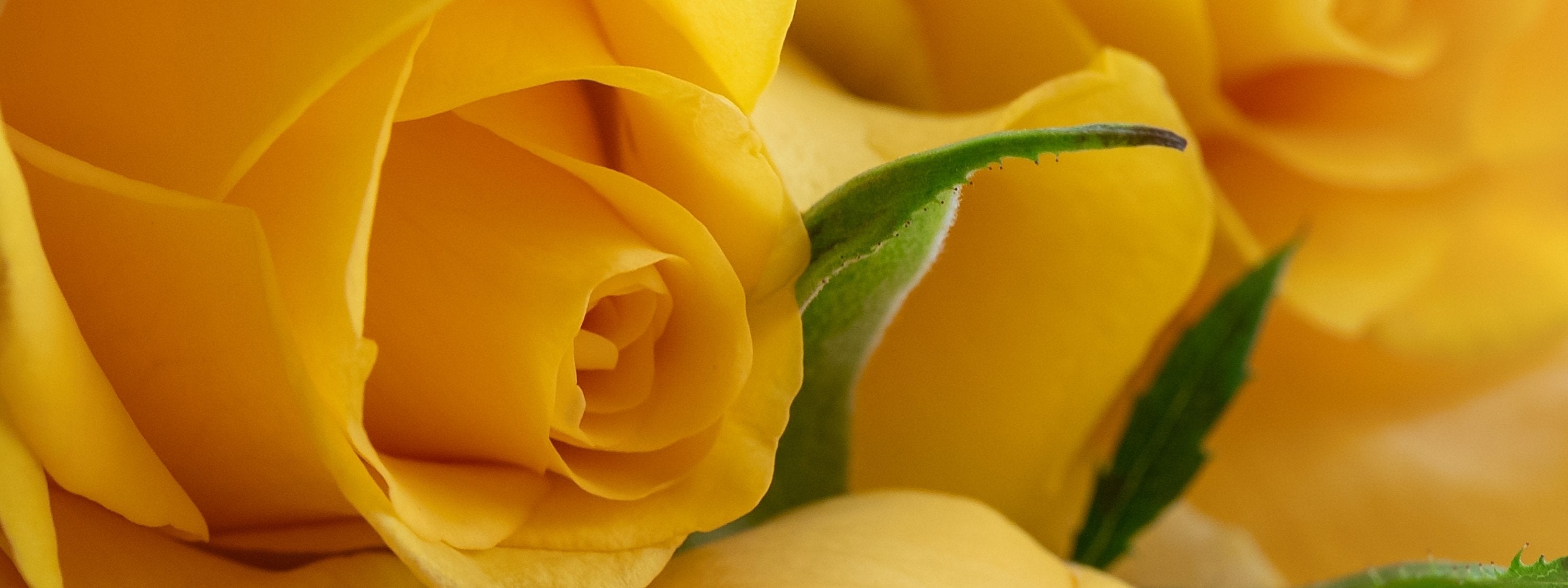 Sunlit Petal Reverie yellow roses floral wall art print by Abigail Diane Photography featuring soft golden petals in a romantic macro flower composition.