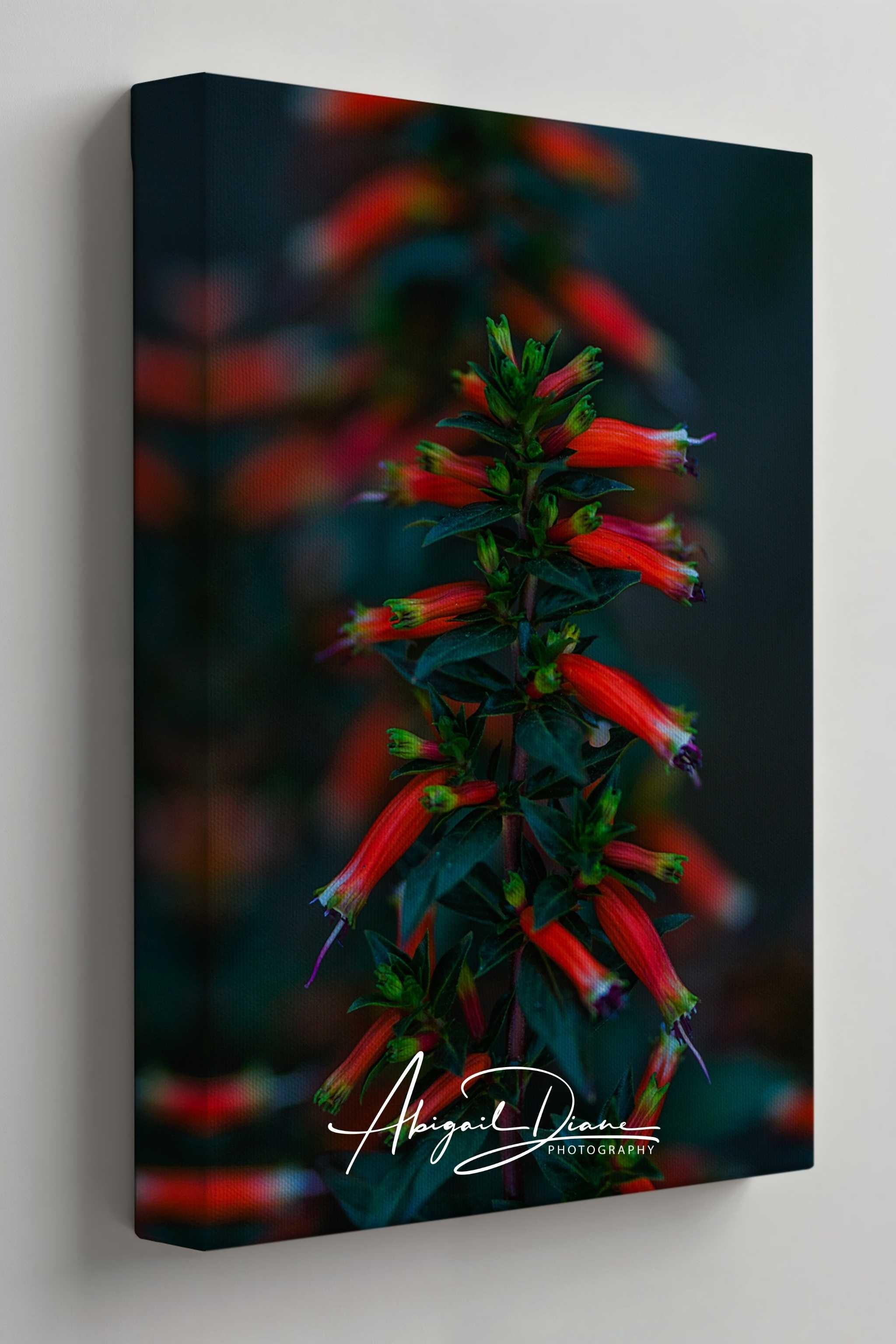 A vertical canvas wall art print featuring a close-up photograph of bright red tubular firecracker flower with dark green leaves against a dark blurred background. The canvas is shown at a slight angle with a visible side edge, mounted against a light gray wall. Photographed by Abigail Diane Photography