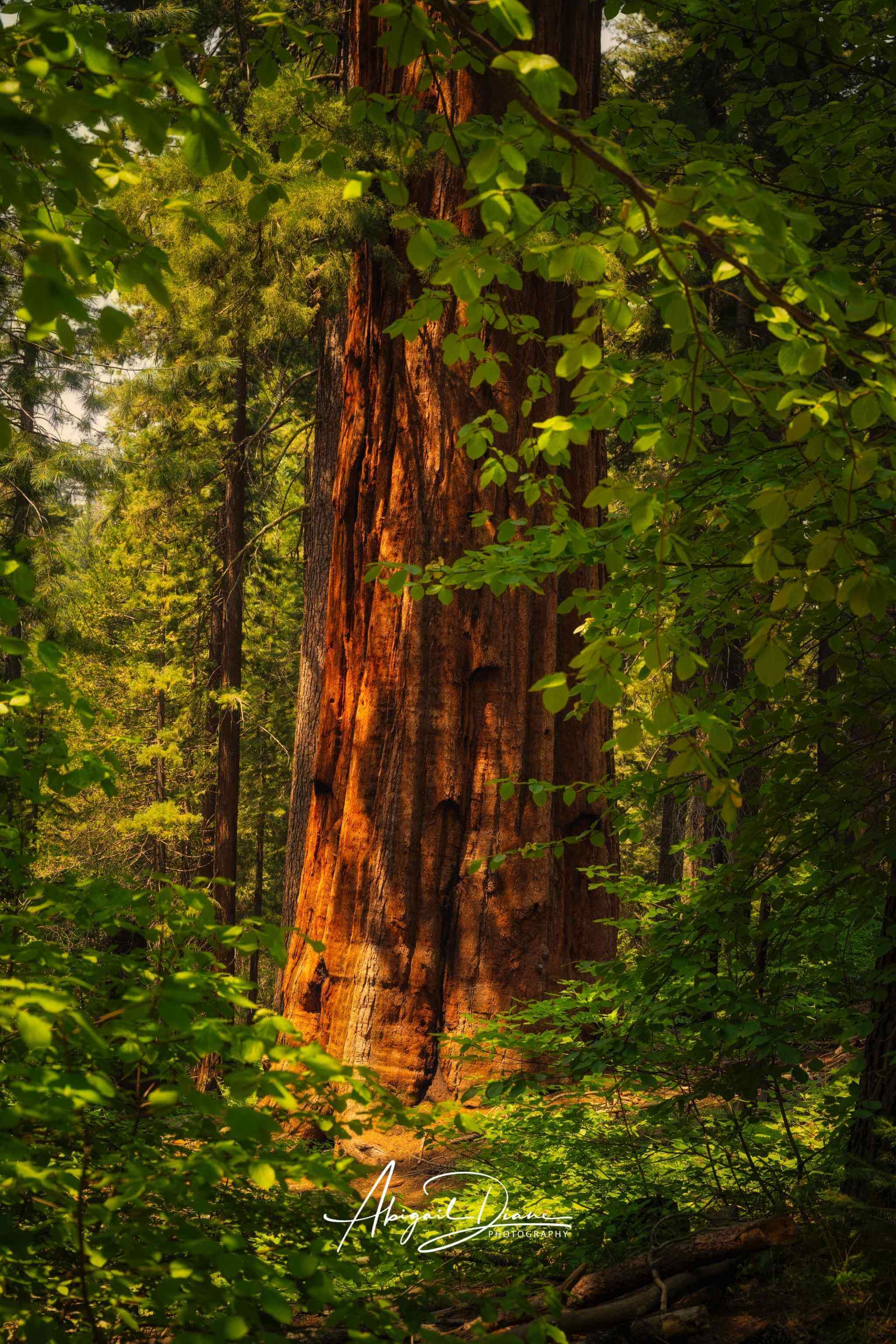 Framed fine art print of a towering giant sequoia glowing in warm morning light, captured in Mariposa Grove, Yosemite National Park, California.