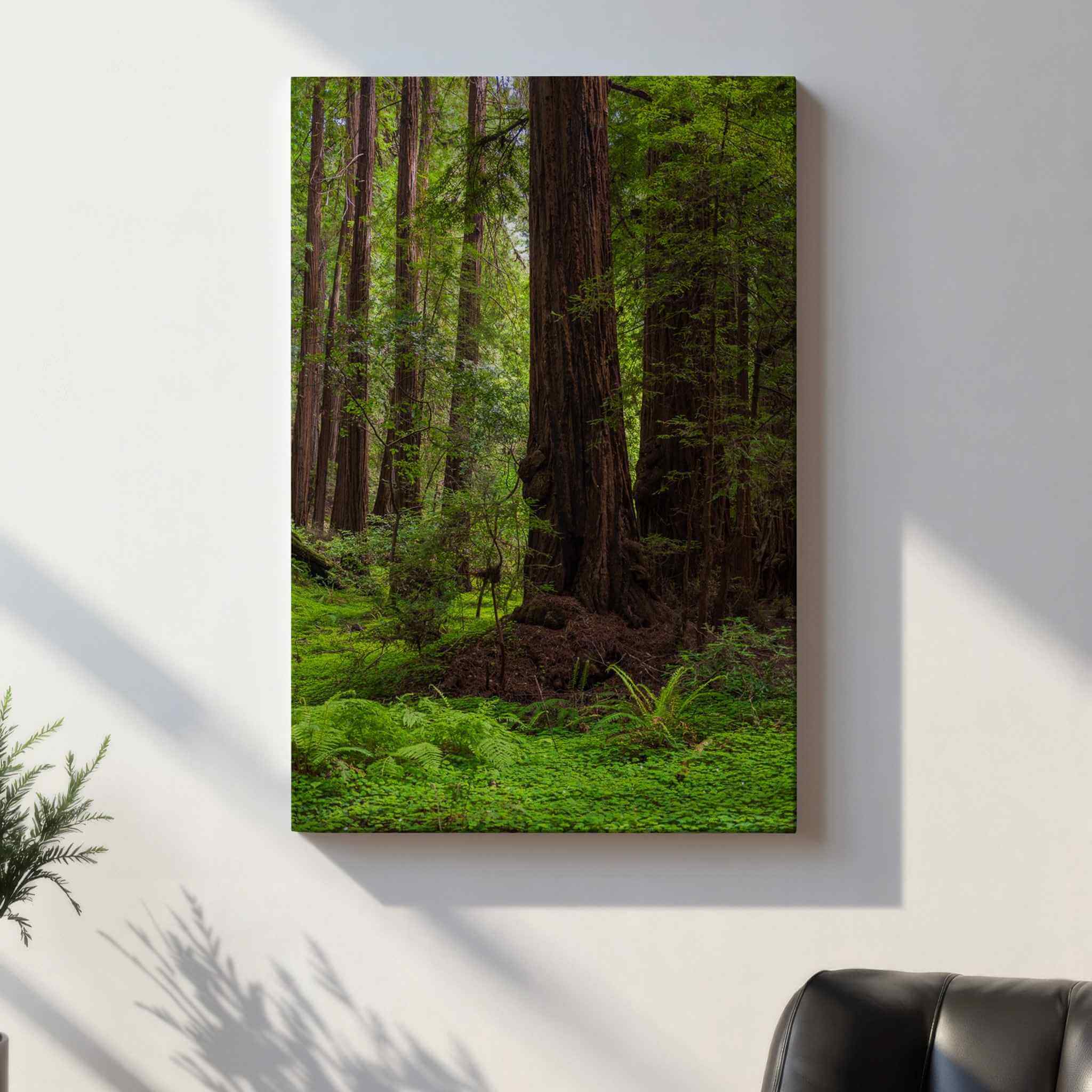 California redwood forest canvas wall art, Ancient Stillness Among the Redwoods by Abigail Diane Photography, displayed in a minimalist modern interior with warm sunlight, white walls, a black leather accent chair, and botanical décor, creating a tranquil, luxury nature-inspired living space.