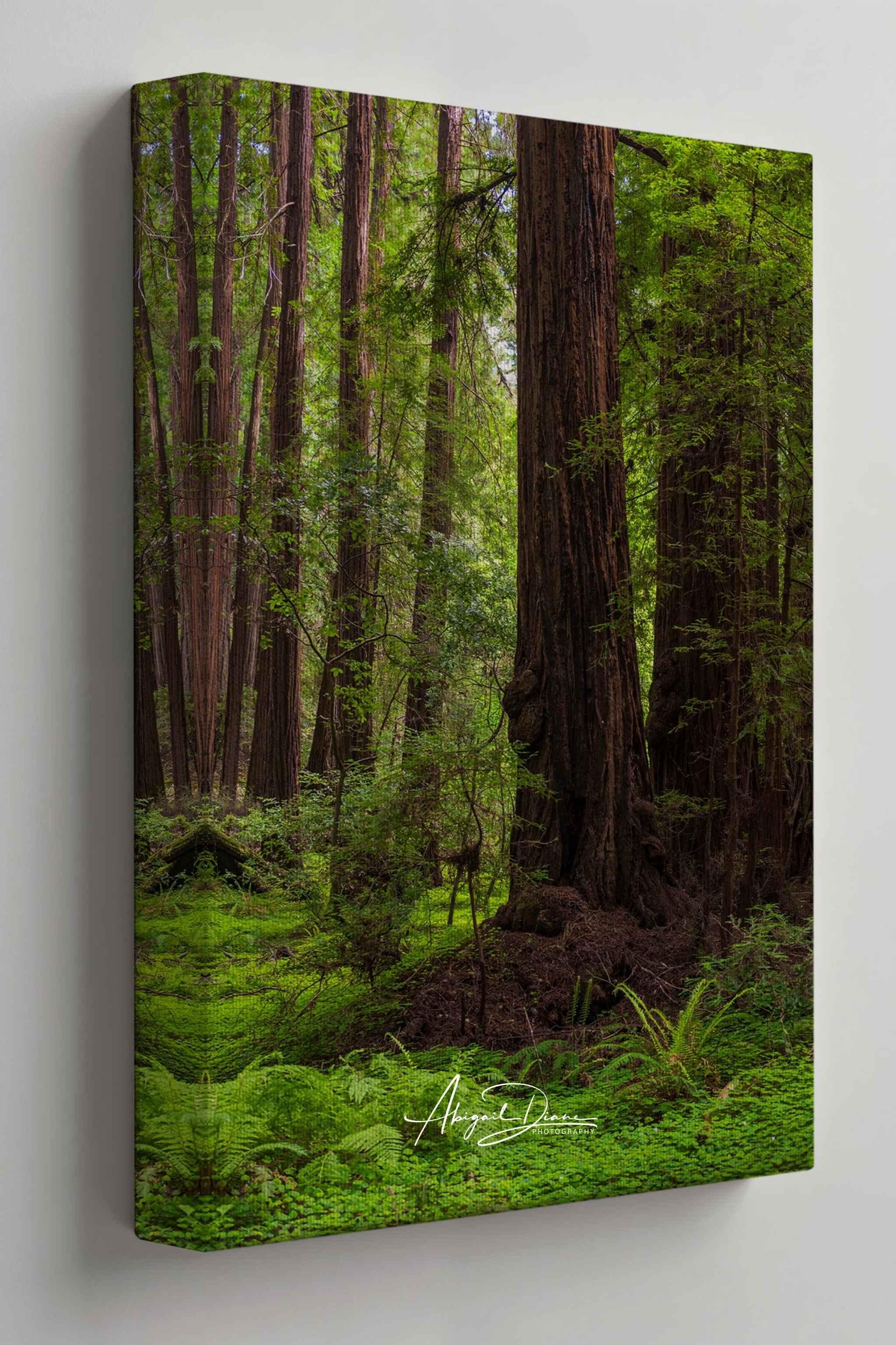 Gallery wrapped canvas featuring Ancient Stillness Among the Redwoods, a fine art California redwood forest photograph by Abigail Diane Photography. This museum-quality canvas showcases towering ancient redwood trees, lush emerald ferns, and a peaceful woodland landscape with mirrored wrapped edges for a modern frameless presentation.