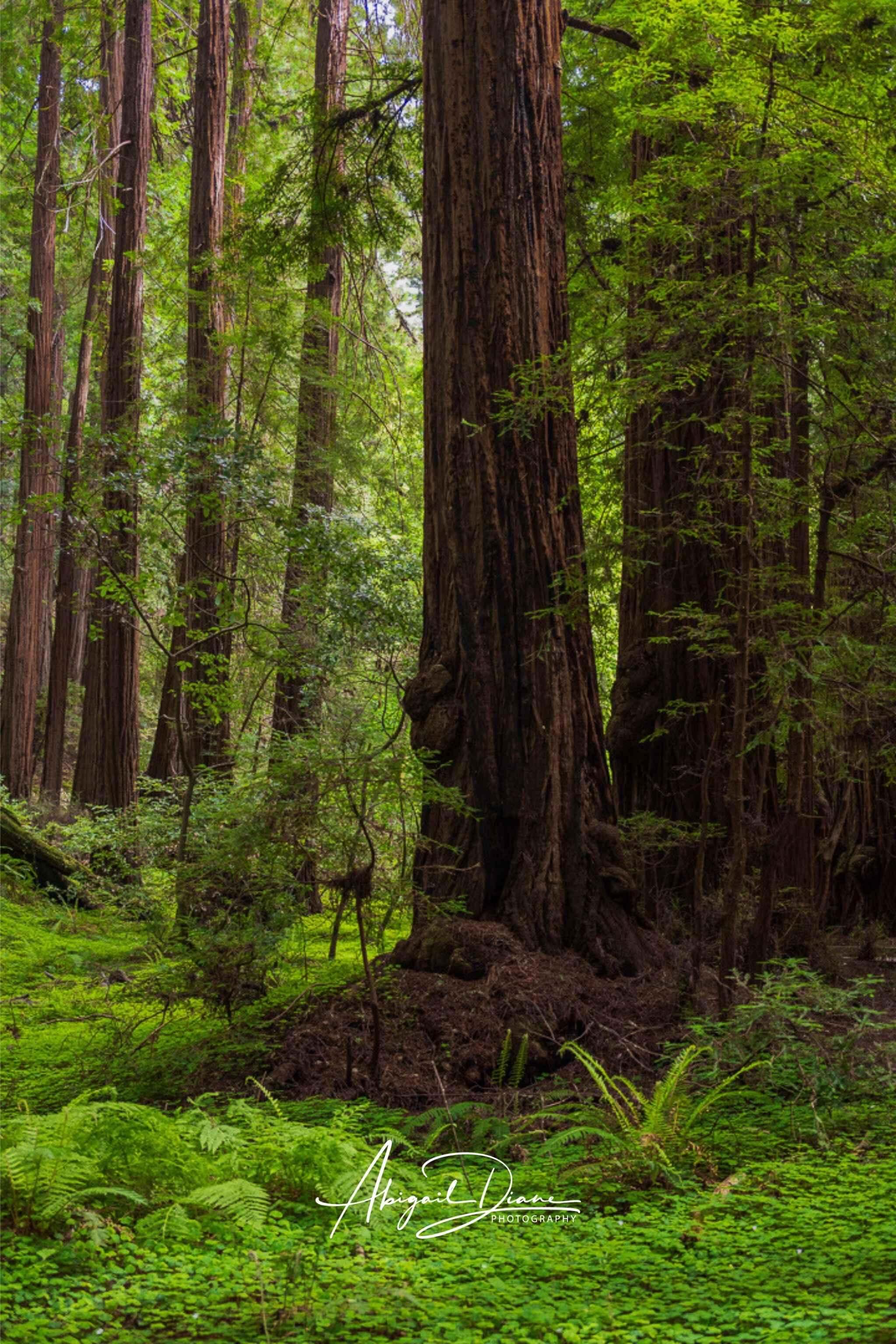 Ancient Stillness Among the Redwoods by Abigail Diane Photography showcases majestic California redwood trees in Muir Woods, available as canvas, framed, metal and fine art prints.