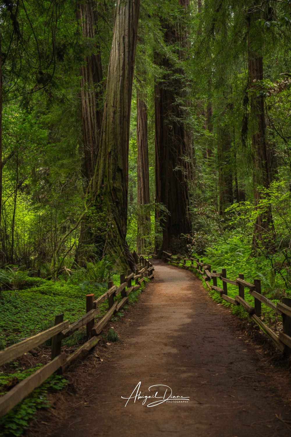 Cathedral of Giants fine art photograph featuring a forest path winding through towering redwood trees in Muir Woods National Monument, California, by Abigail Diane Photography.