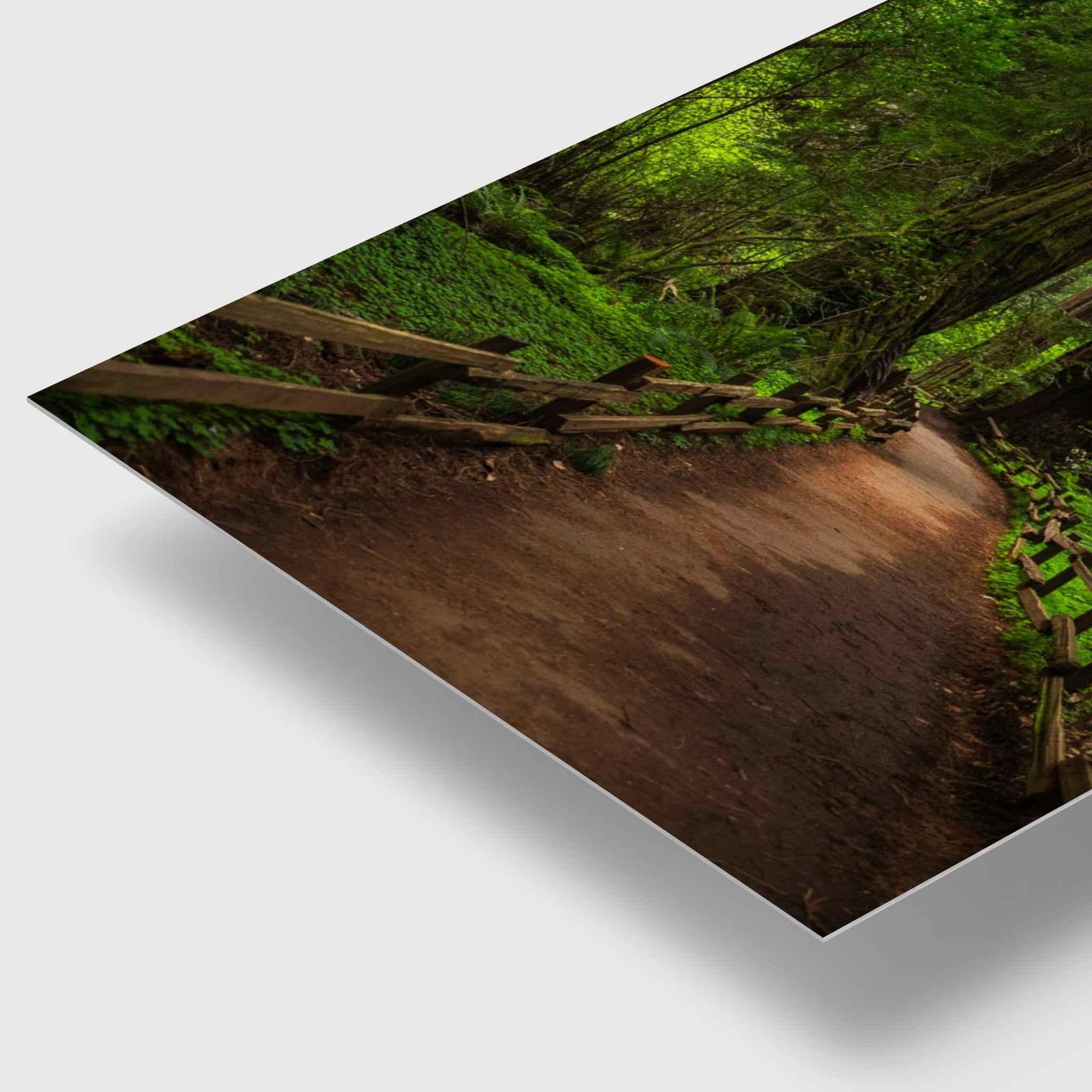Angled view of Cathedral of Giants metal print by Abigail Diane Photography, showing the canvas depth and redwood forest path in Muir Woods, California.