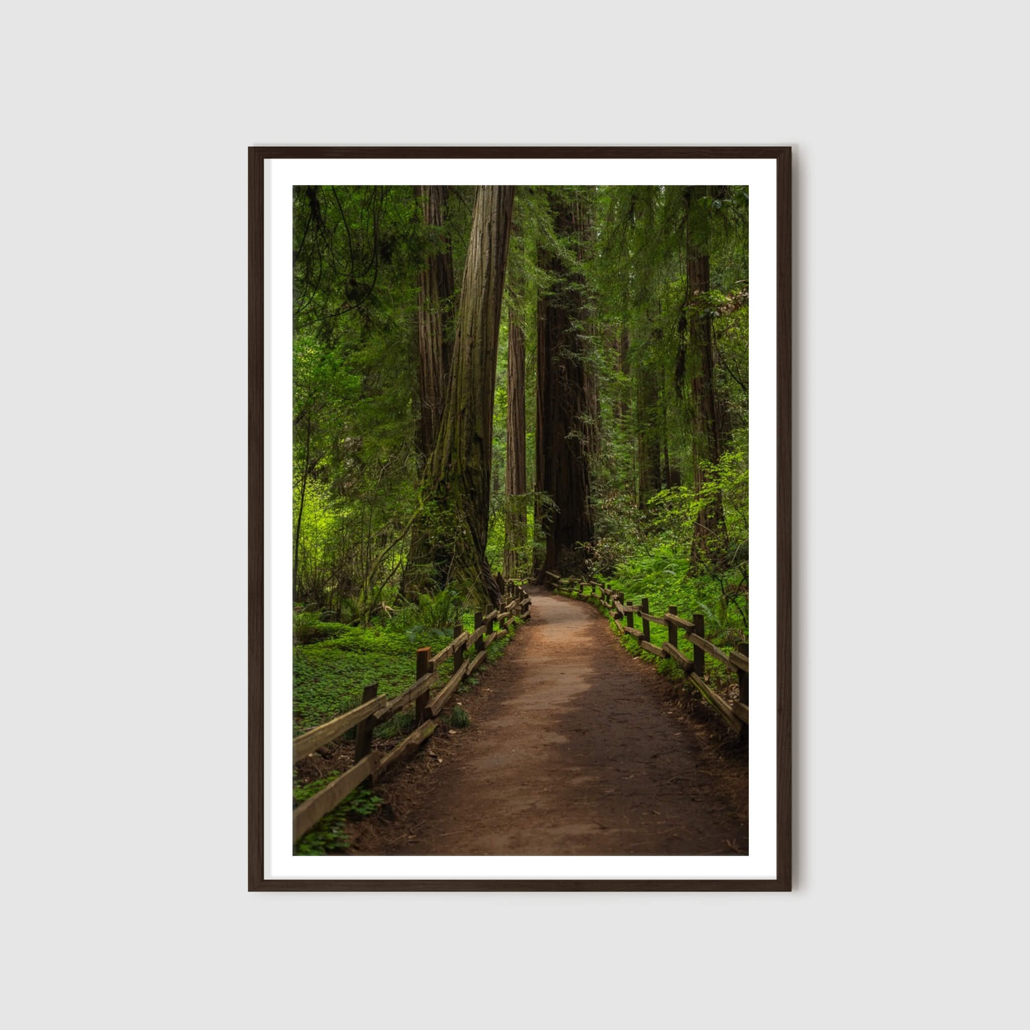 Cathedral of Giants fine art print by Abigail Diane Photography displayed in a dark wood frame, featuring towering redwood trees along a forest pathway in Muir Woods, California, bringing a calm, nature-inspired atmosphere to your space.