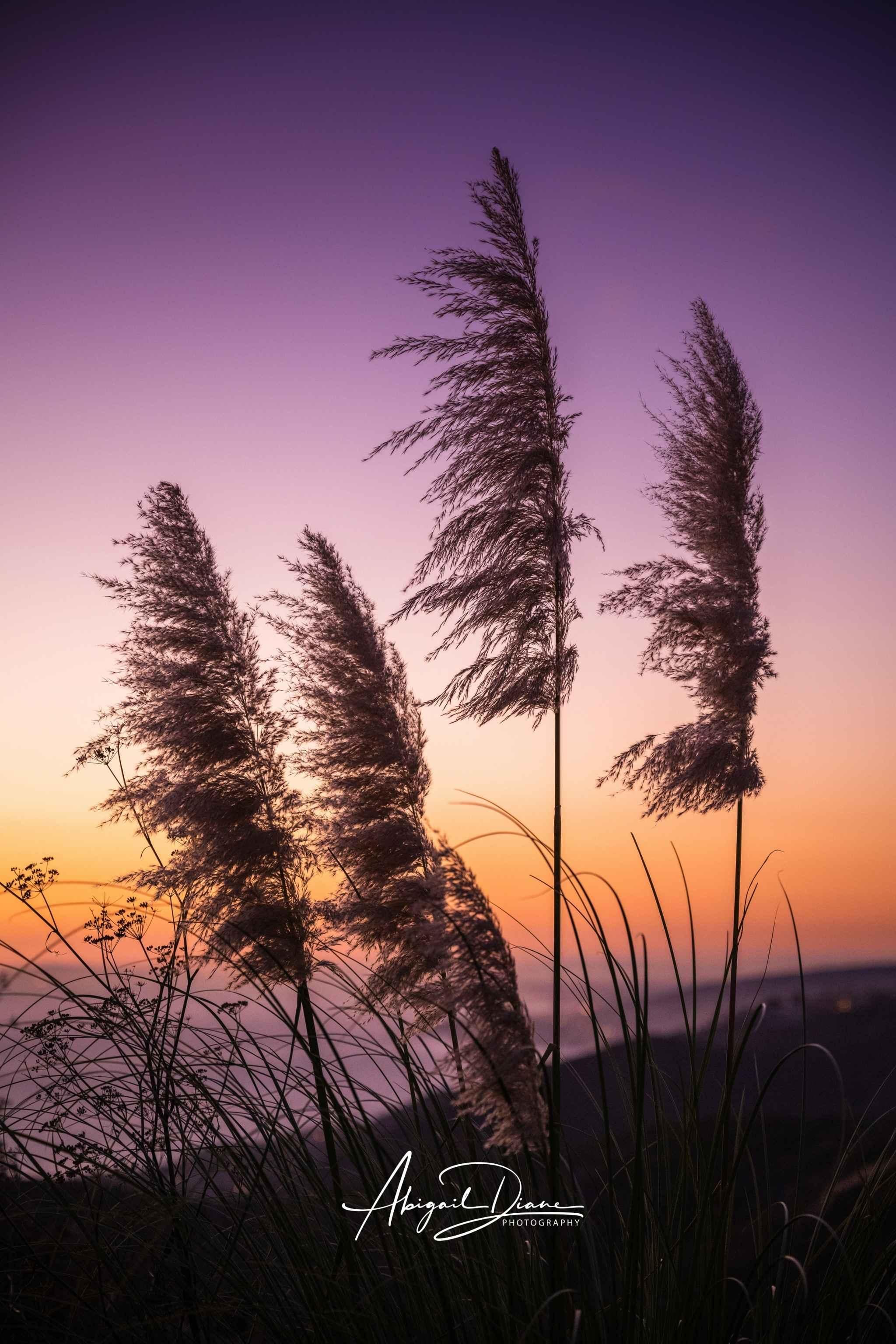 Coastal pampas grass silhouetted against a glowing purple, pink, and golden sunset sky overlooking the coastline of Laguna Beach California, photographed by Abigail Diane Photography.