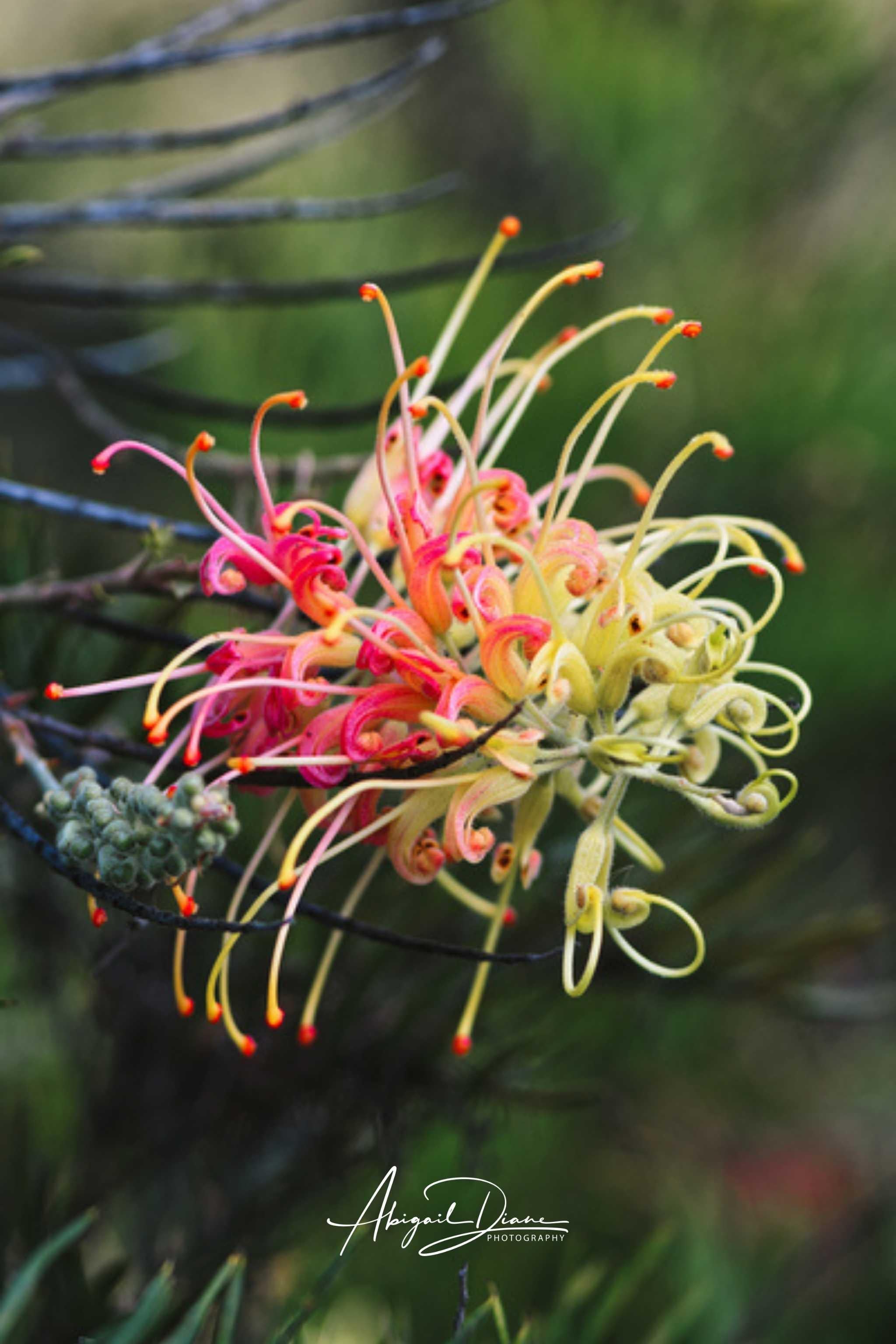 Australian Grevillea Peaches and Cream flower featuring vibrant pink, peach, and creamy yellow curled petals against a soft green background. Fine art botanical photography by Abigail Diane Photography.