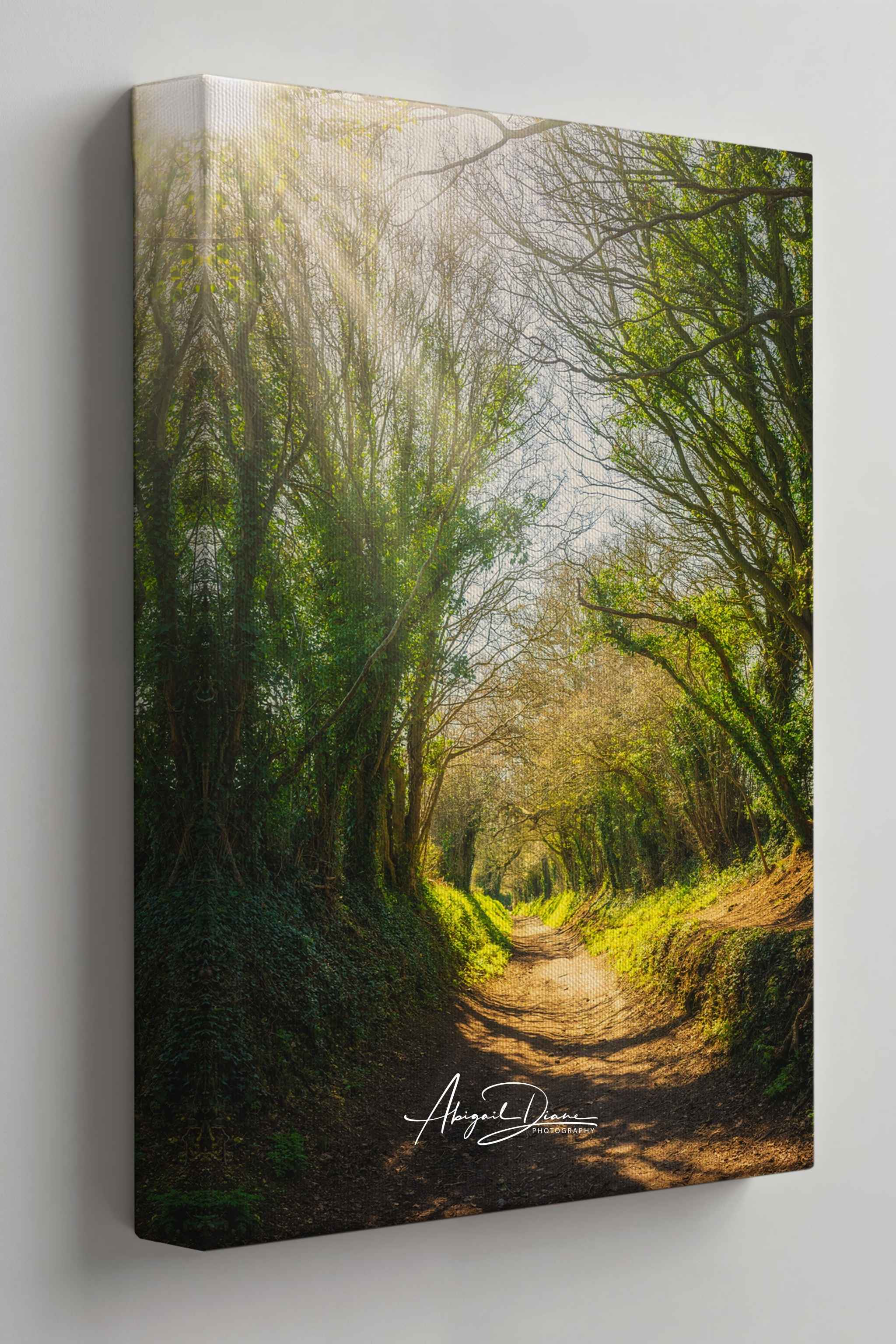 Wrapped canvas print of Halnaker Tree Tunnel by Abigail Diane Photography featuring sunbeams filtering through the historic tree tunnel in West Sussex, England, once part of a Roman road to London. A peaceful woodland canvas that brings warmth and natural beauty to your home.