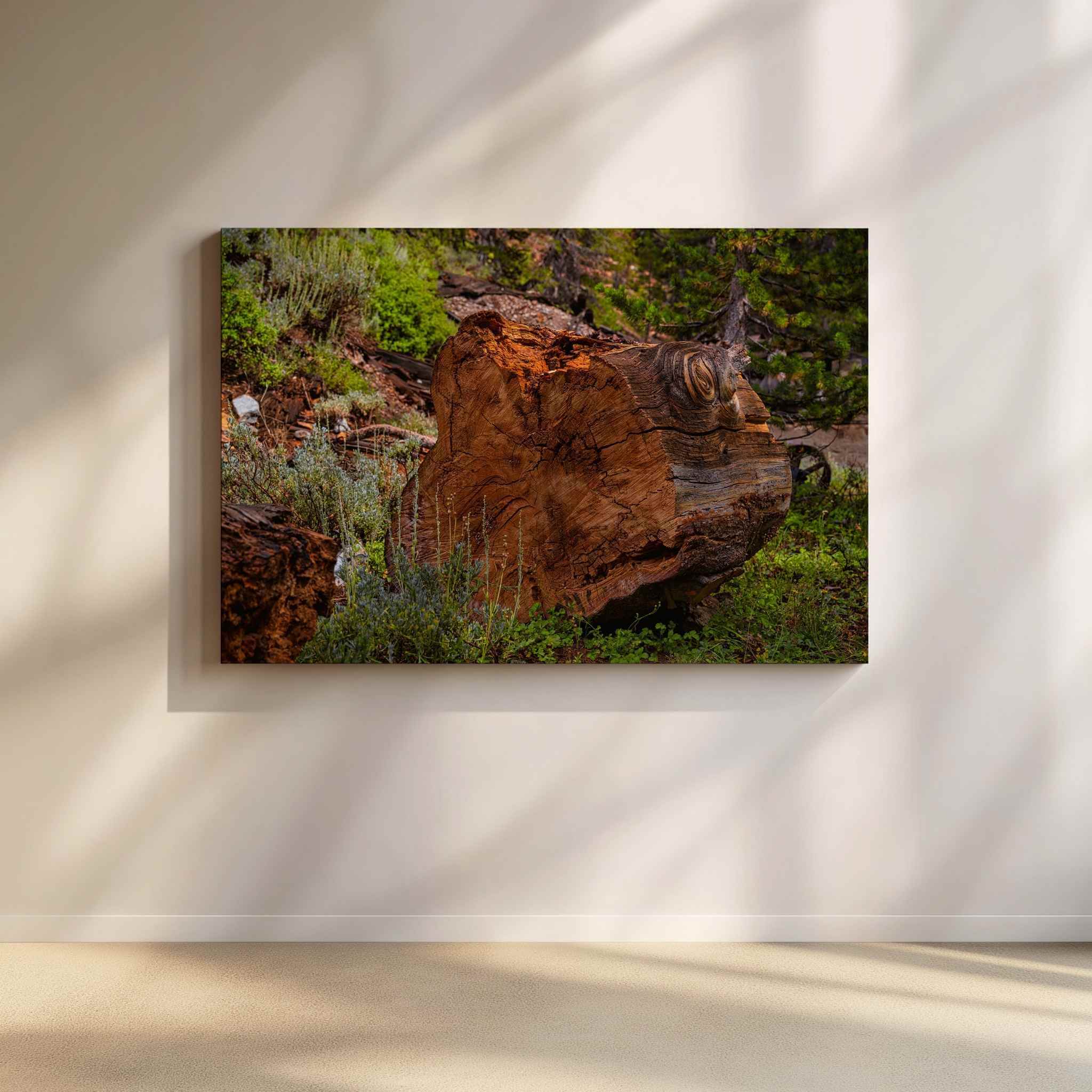 Large gallery-wrapped canvas wall art featuring Knots of Time, a weathered tree stump in Mammoth Lakes, California, displayed on a warm neutral wall illuminated by soft natural sunlight, bringing an organic, nature-inspired focal point to a contemporary home by Abigail Diane Photography.