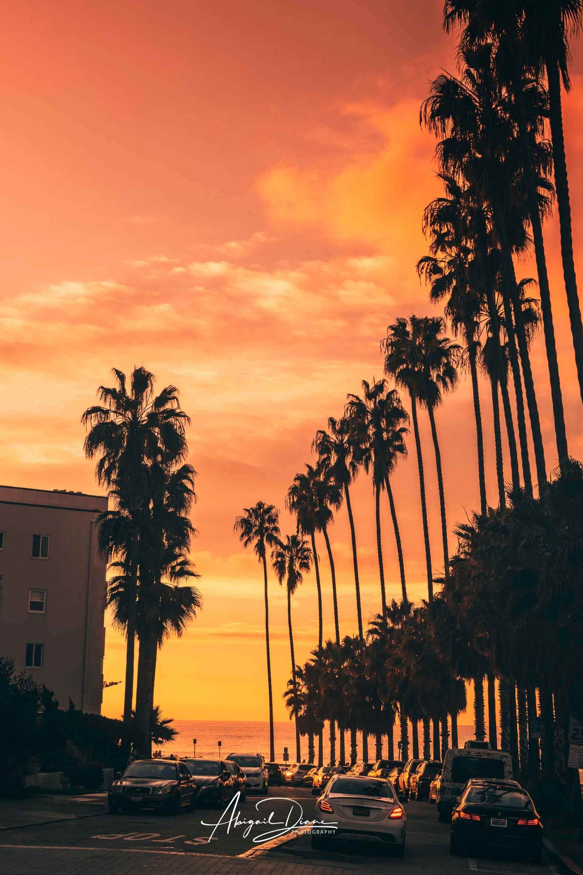 Sizzling Hot San Diego Nights featuring silhouetted palm trees beneath a fiery orange sunset sky overlooking the Pacific Ocean in San Diego, California. Photographed by Abigail Diane Photography.