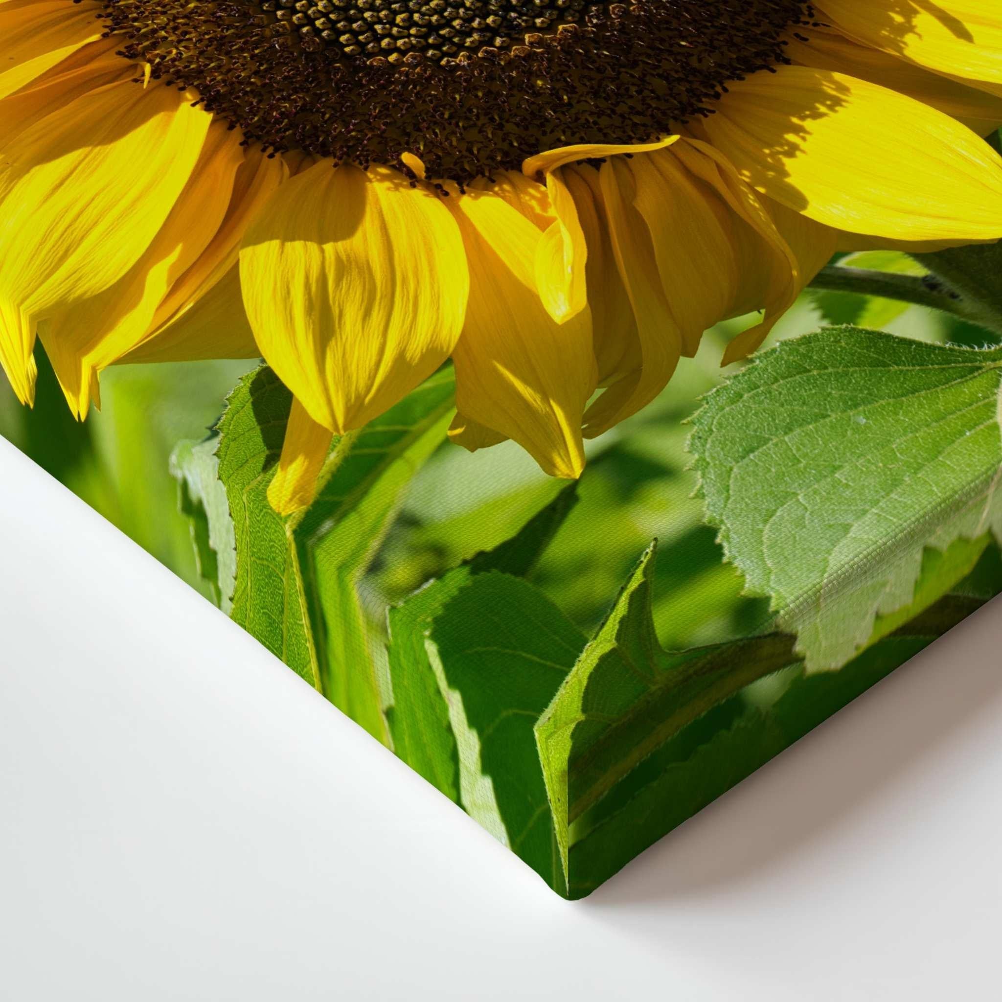 Turning Toward the Light sunflower fine art canvas print by Abigail Diane Photography featuring vibrant yellow petals and lush green leaves, displayed as a close-up gallery-wrapped canvas with mirrored edges and a clean contemporary presentation.