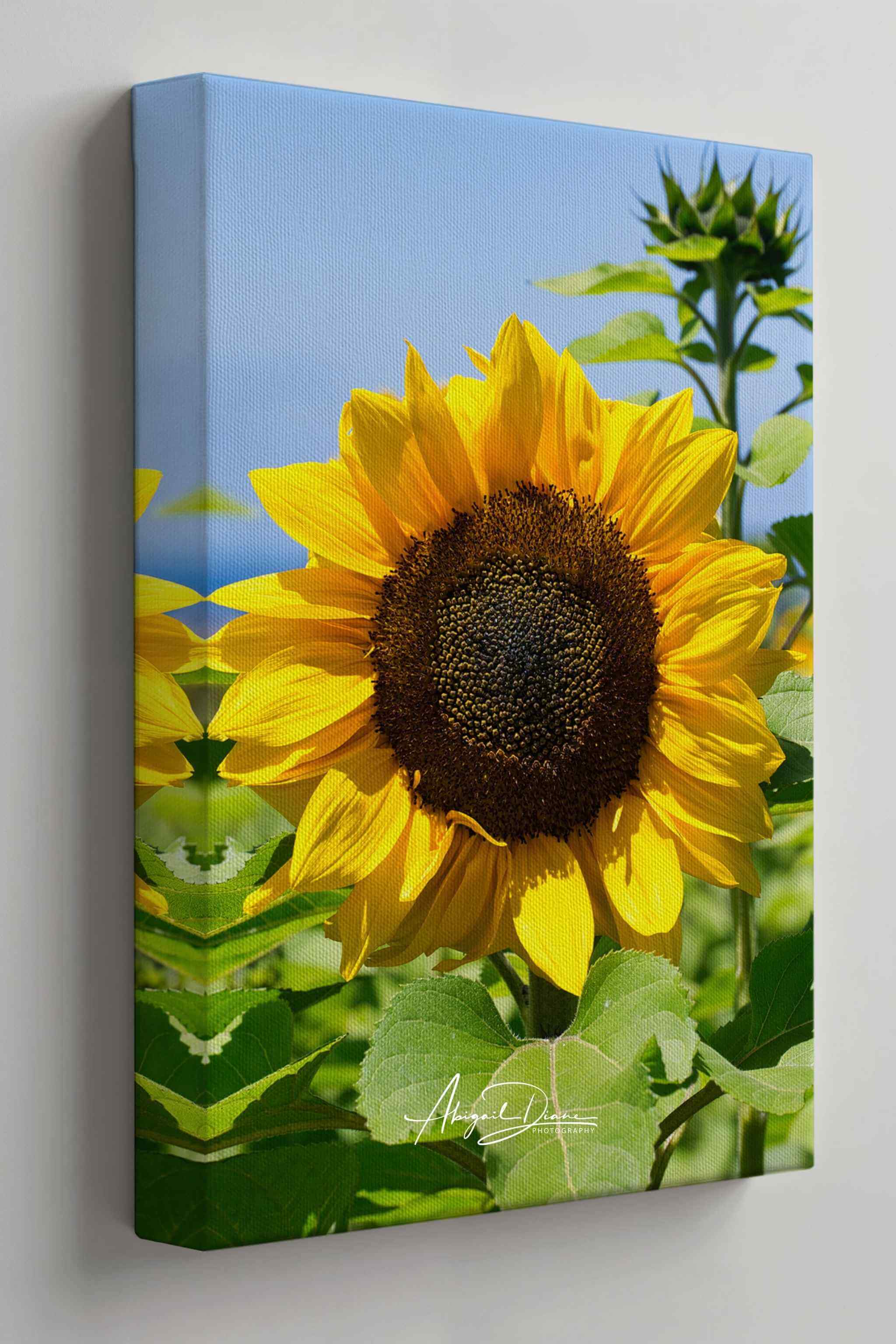 Turning Toward the Light sunflower photograph by Abigail Diane Photography displayed as a gallery-wrapped canvas on a minimalist wall, showcasing bright golden petals, rich green foliage, and a clear blue summer sky.