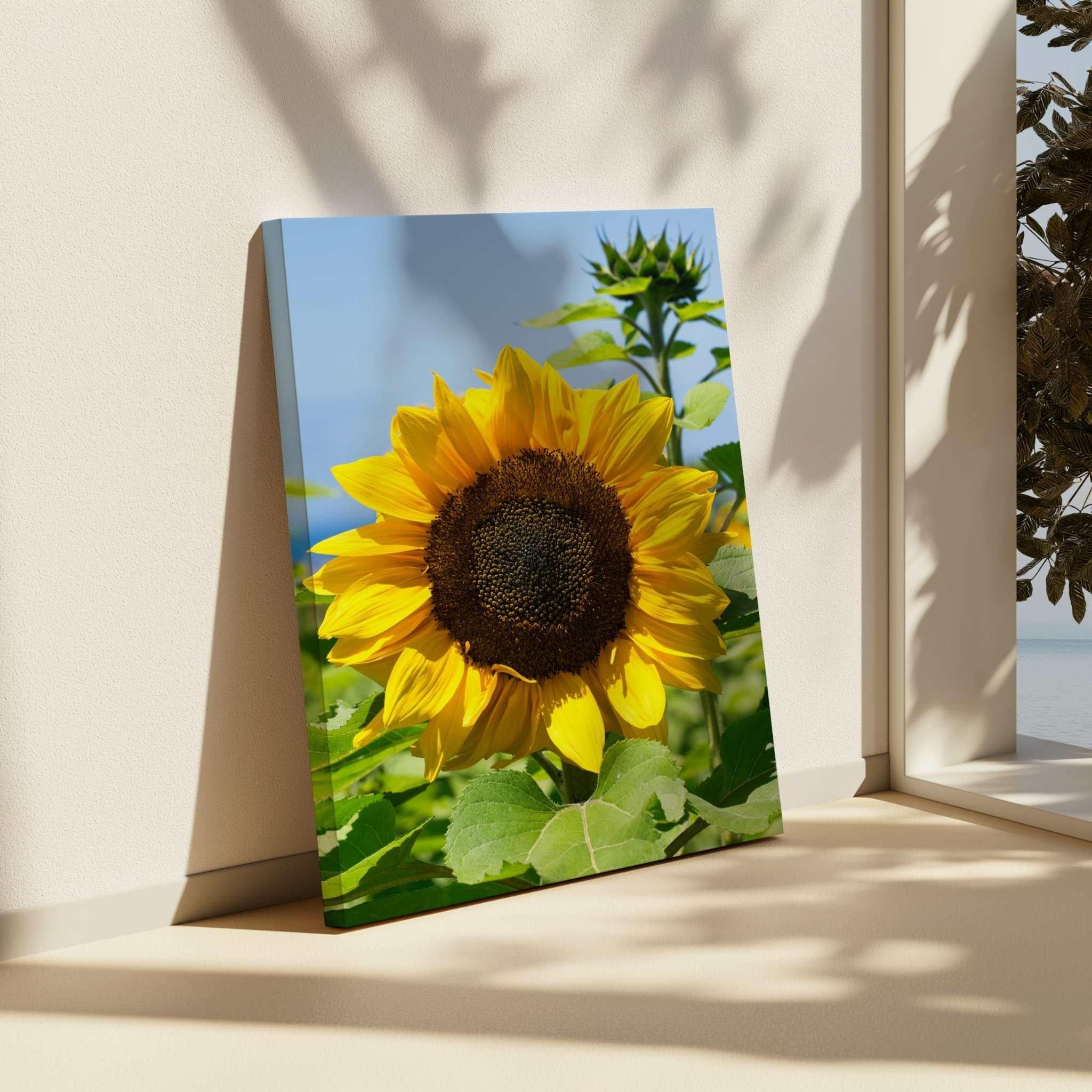 Turning Toward the Light sunflower fine art canvas by Abigail Diane Photography displayed on a bright windowsill, featuring a radiant yellow sunflower illuminated by natural sunlight with soft botanical shadows across the wall.