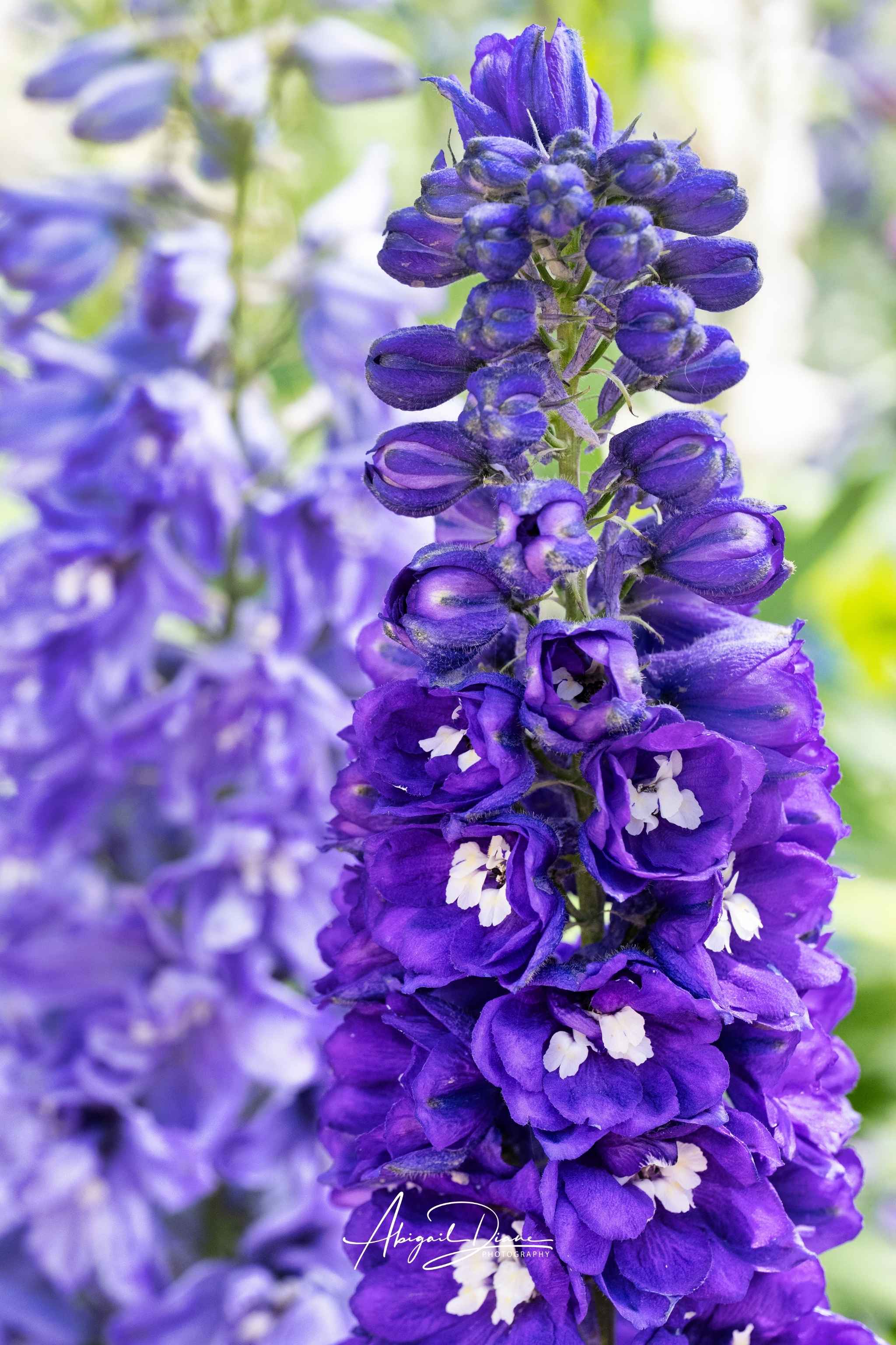 Violet Harmony purple larkspur flower with rich violet blooms and a softly blurred botanical background by Abigail Diane Photography.