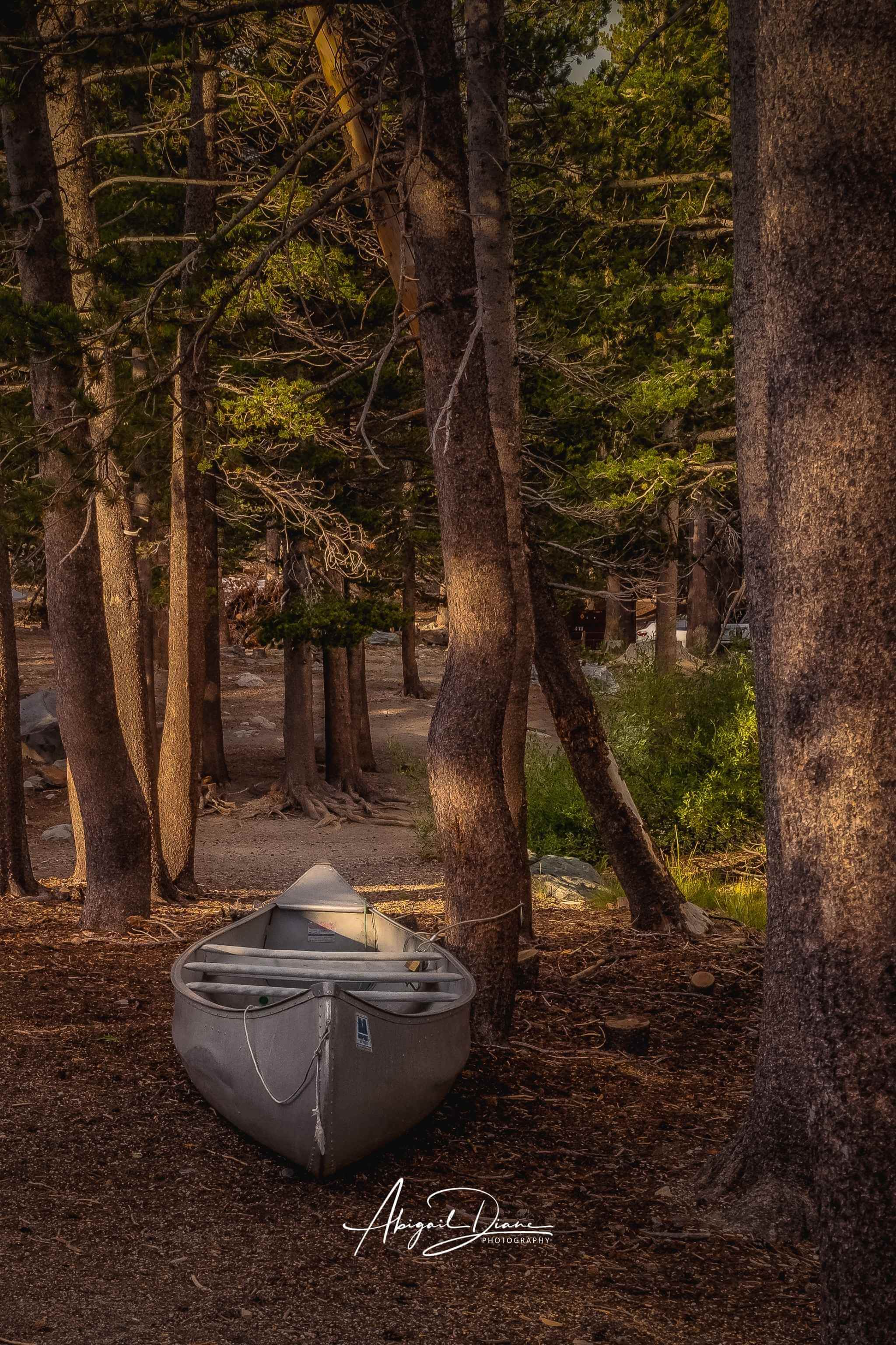 Waiting for the Water, a canoe resting among pine trees in warm evening light in Mammoth Lakes, California, in the Eastern Sierra. Photographed by Abigail Diane Photography.