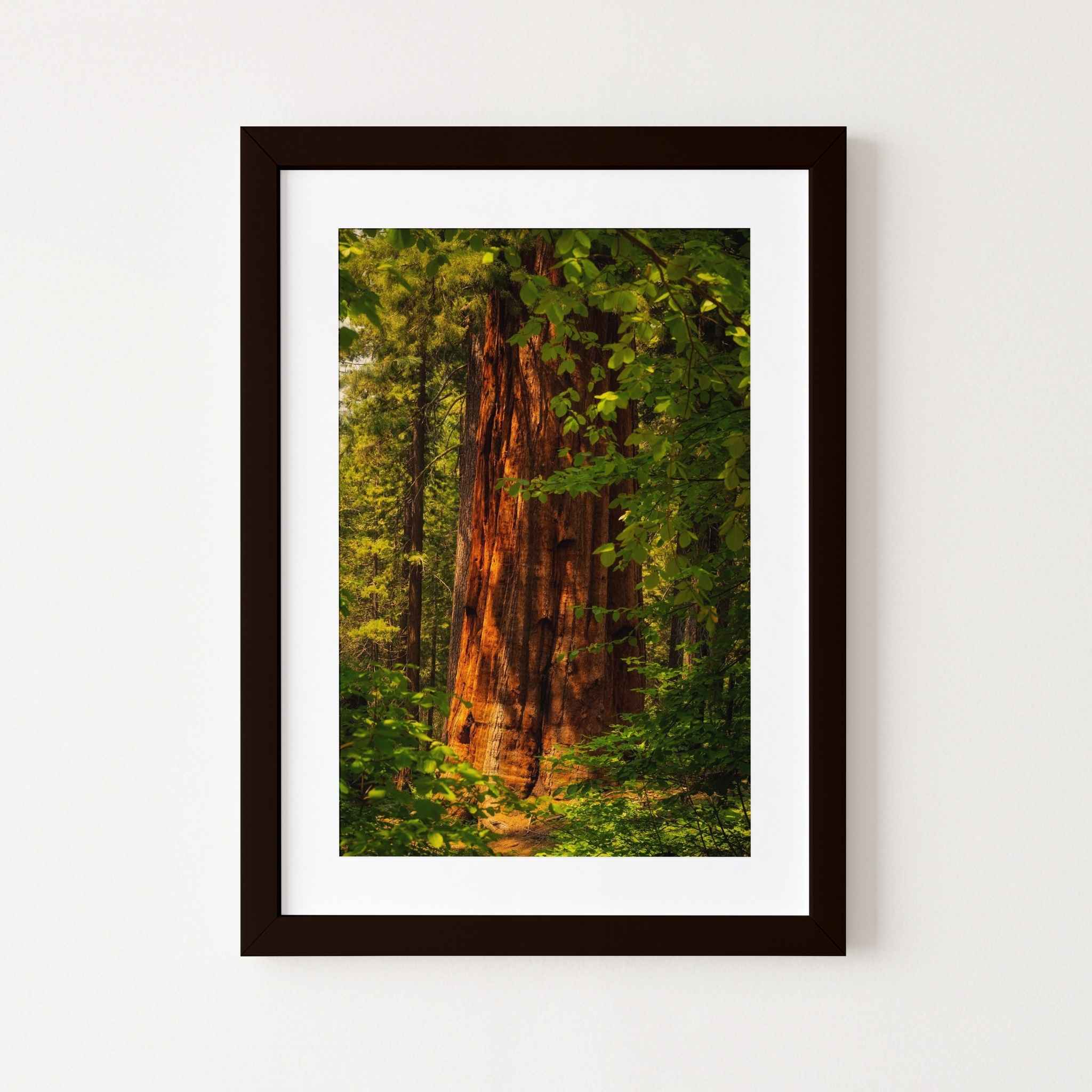 Where Giants Awaken fine art print by Abigail Diane Photography displayed in a black frame, featuring a majestic giant sequoia bathed in warm forest light in Mariposa Grove, Yosemite National Park, California.