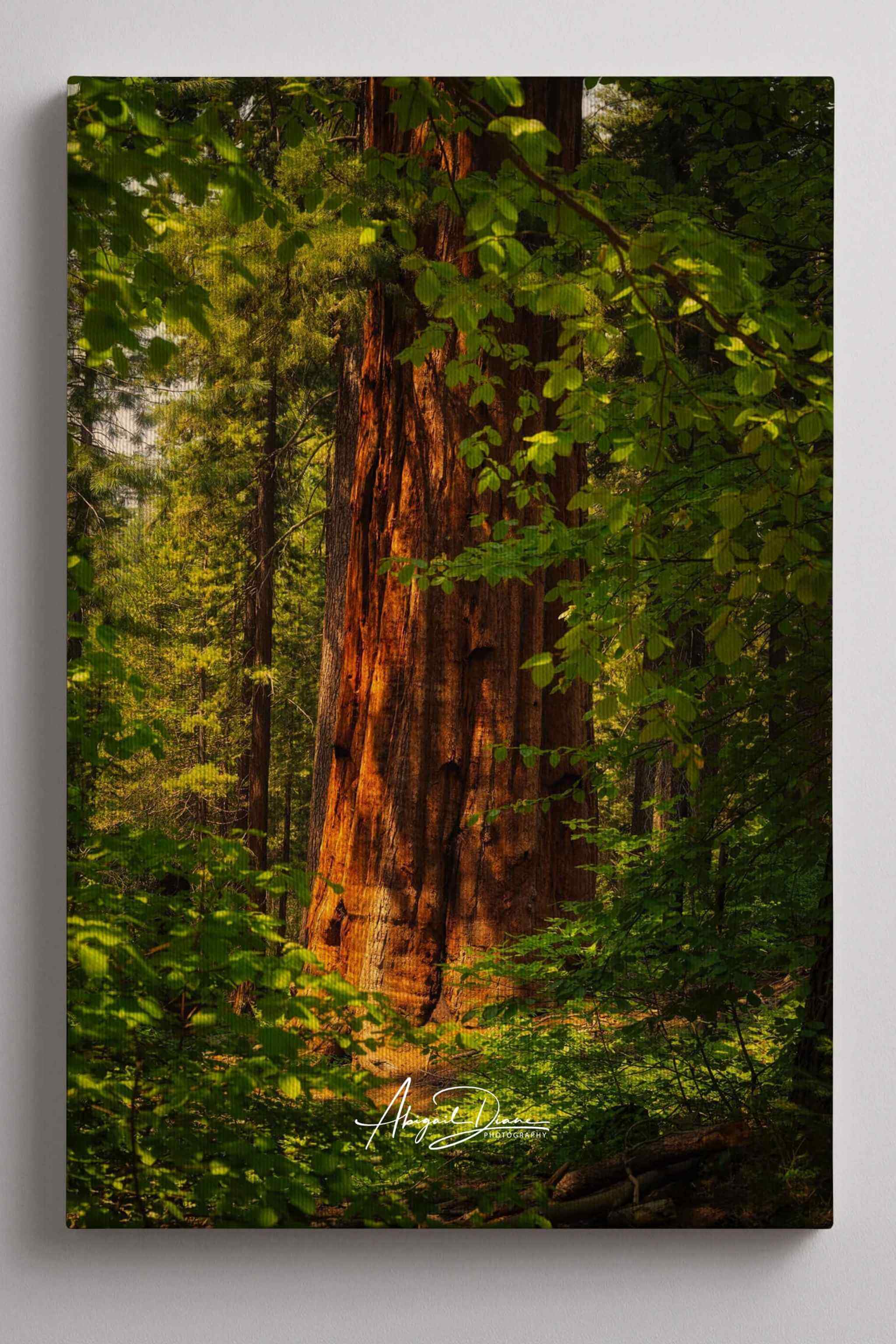 Where the Giants Awaken by Abigail Diane Photography displayed as a framed fine art print, featuring a majestic giant sequoia bathed in golden light in Yosemite National Park. Photographed by Abigail Diane Photography.
