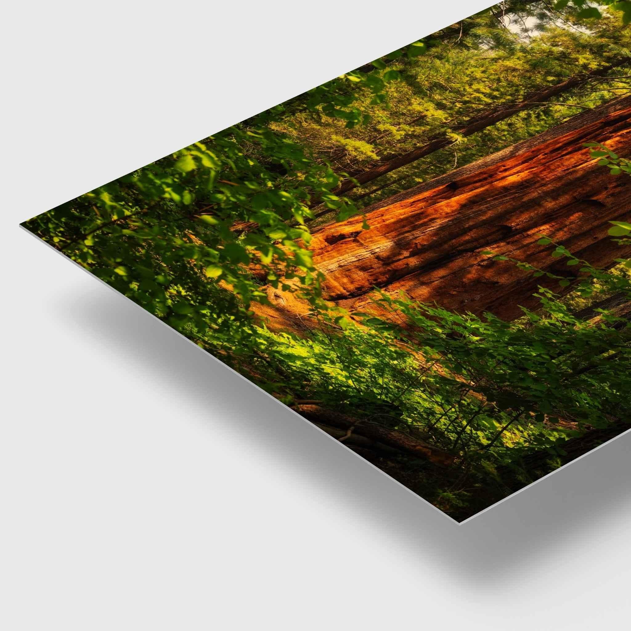 Where the Giants Awaken dye-sublimation metal print by Abigail Diane Photography featuring a towering ancient coast redwood bathed in warm sunlight and surrounded by lush green forest in Muir Woods, California.