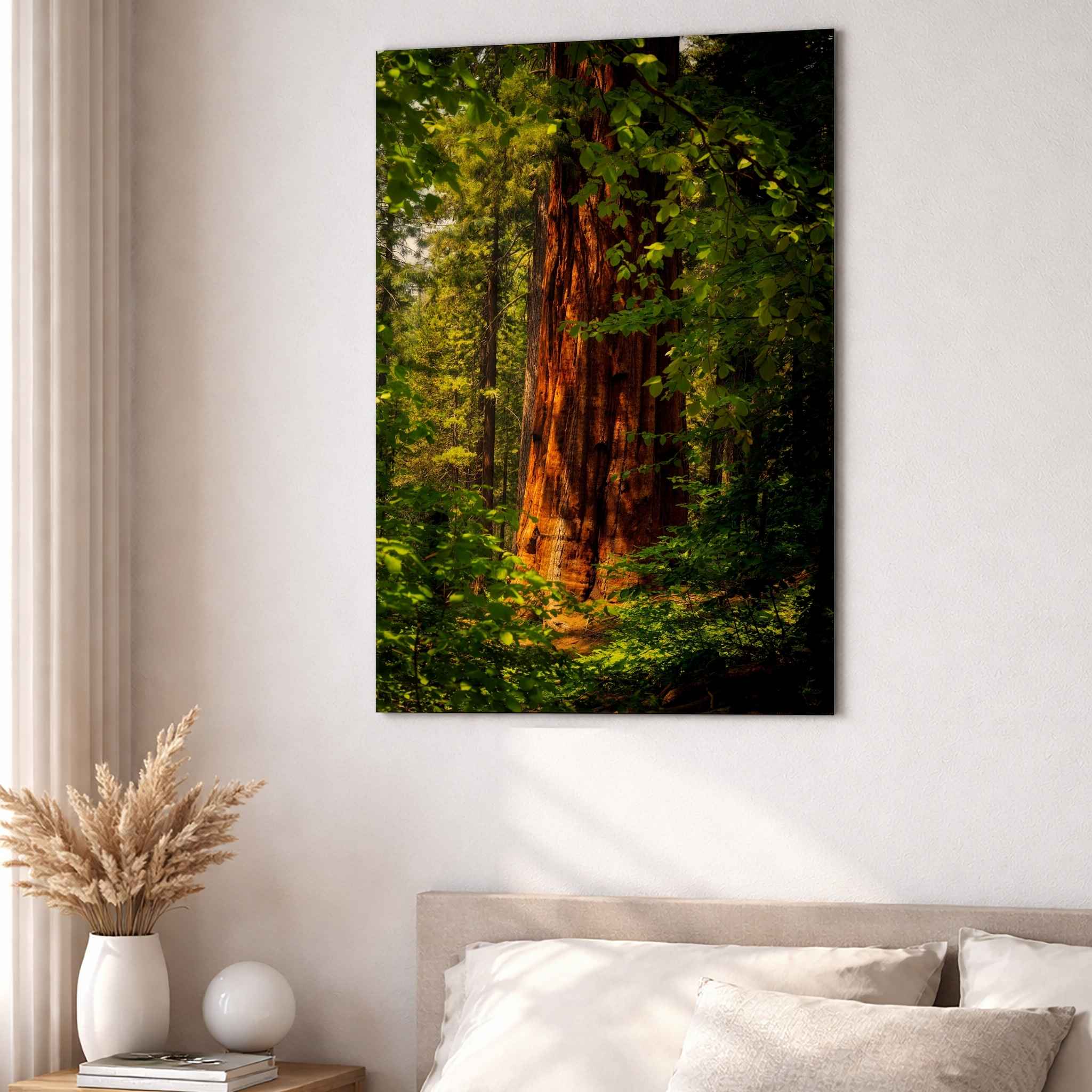 Where the Giants Awaken dye-sublimation metal print by Abigail Diane Photography displayed above a bed in a serene bedroom, showcasing a towering giant redwood surrounded by lush green forest in California.